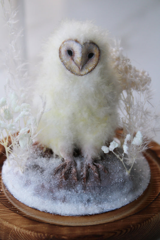 Barn Owlet | Glass Domed Sculpture