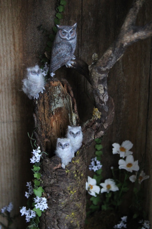 A Californian Great Horned Owl Family | Wooden Shadowbox