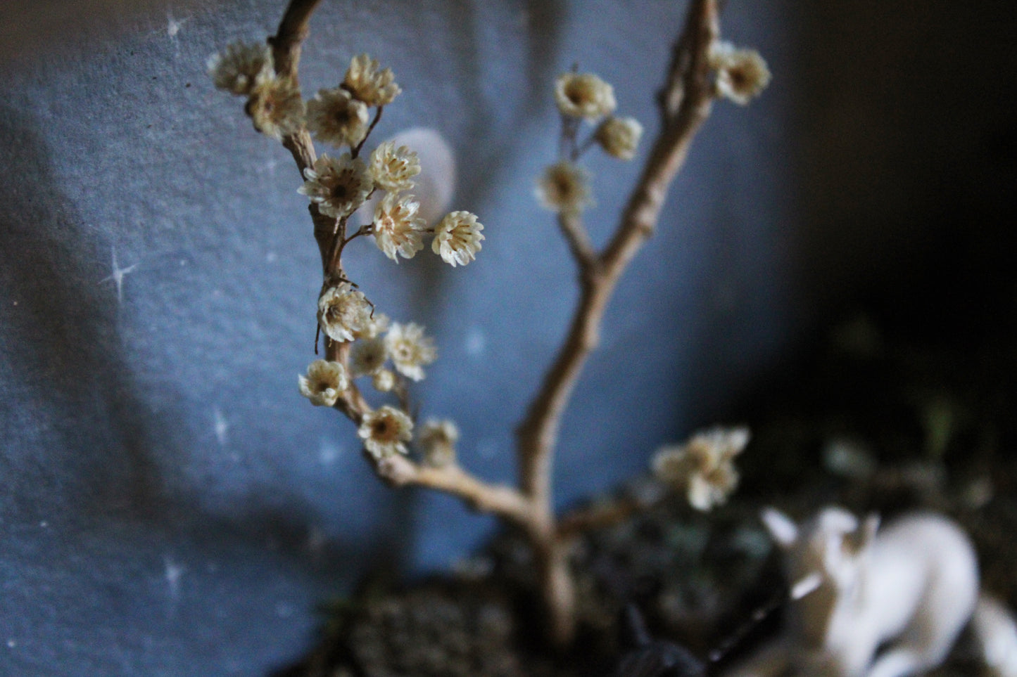 Midnight Ephemerality II | Wooden Shadowbox