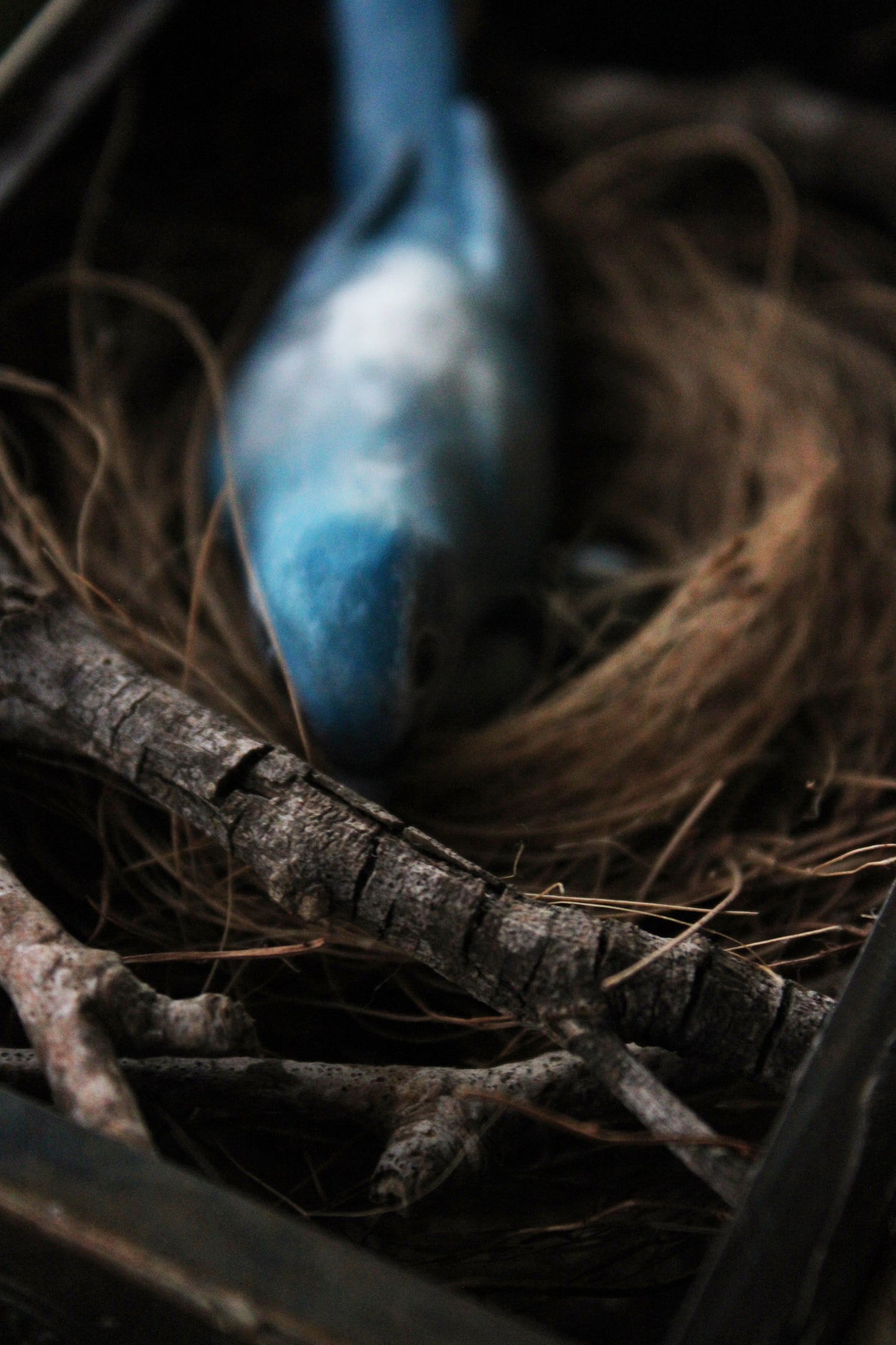 A Nest of Fierce Azure Love | Glass Shadowbox Sculpture