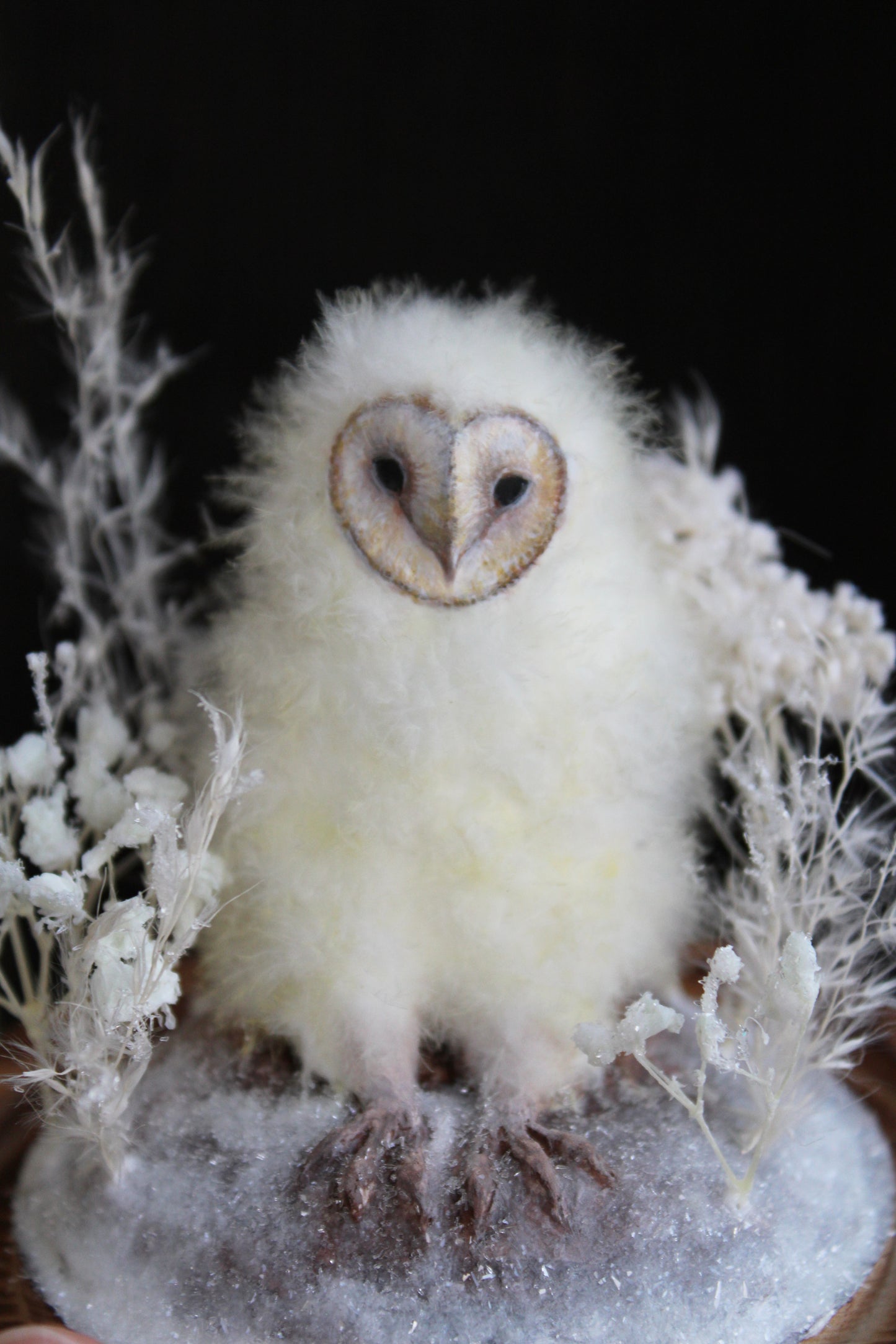 Barn Owlet | Glass Domed Sculpture