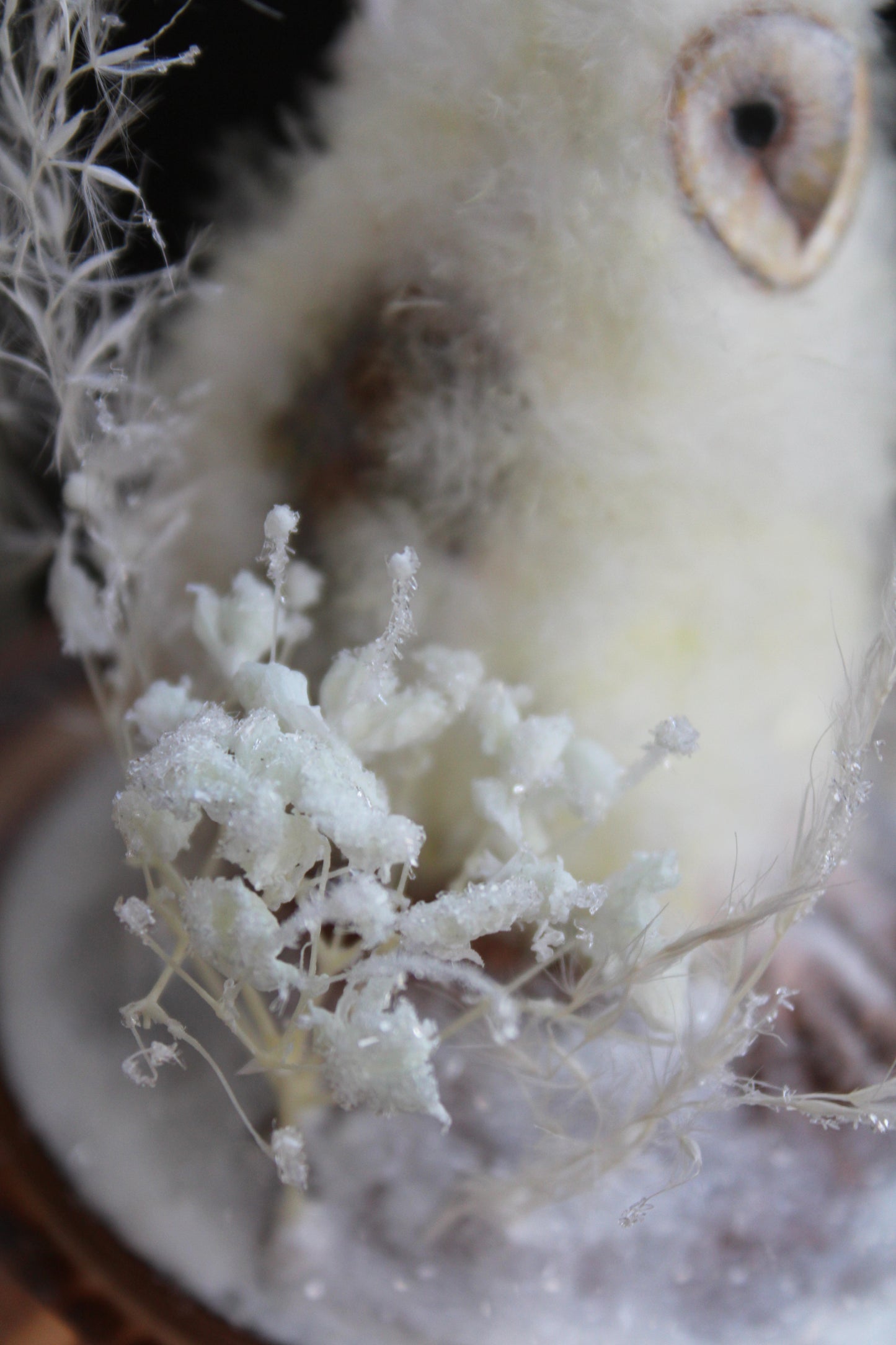 Barn Owlet | Glass Domed Sculpture
