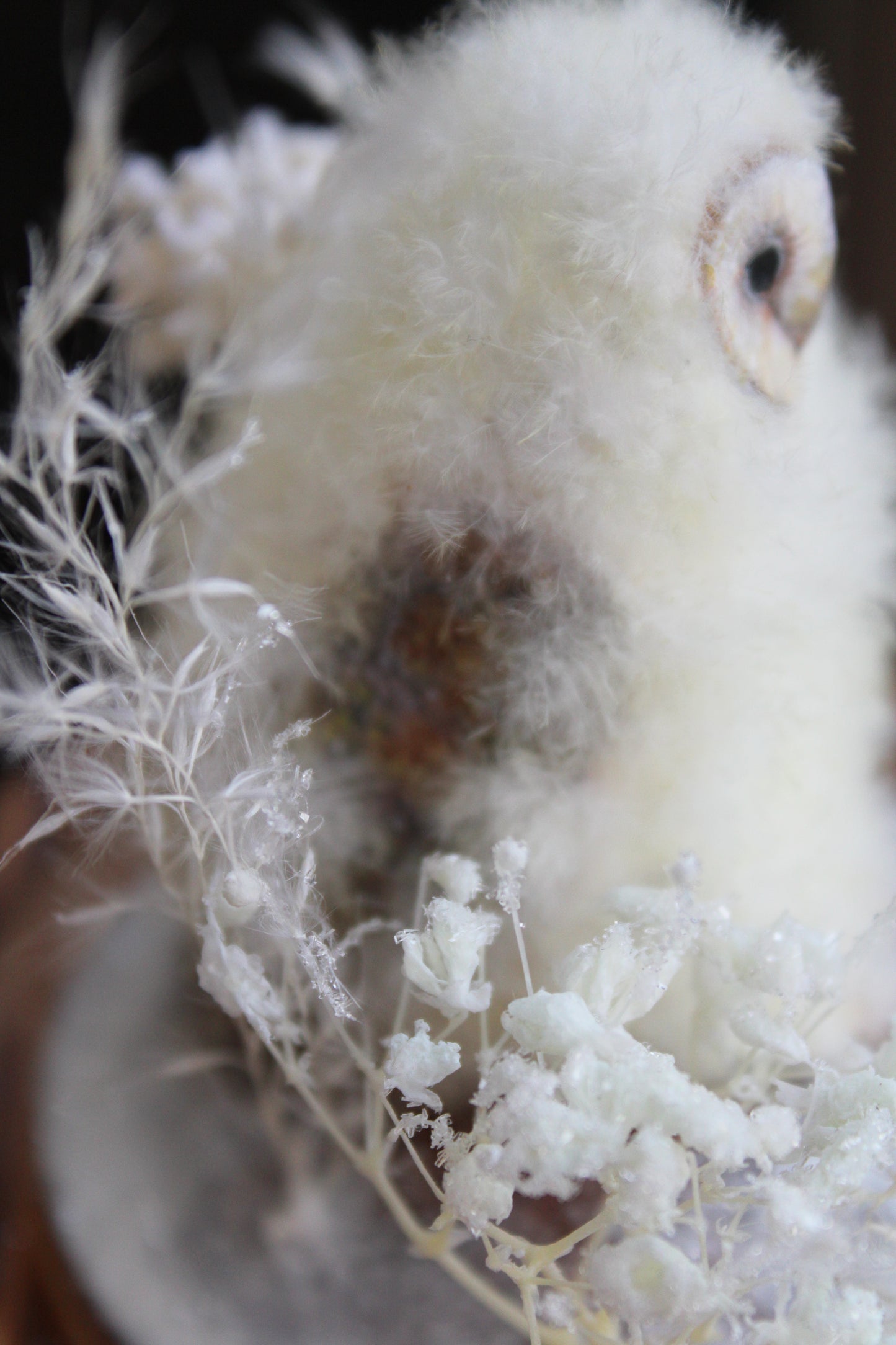 Barn Owlet | Glass Domed Sculpture