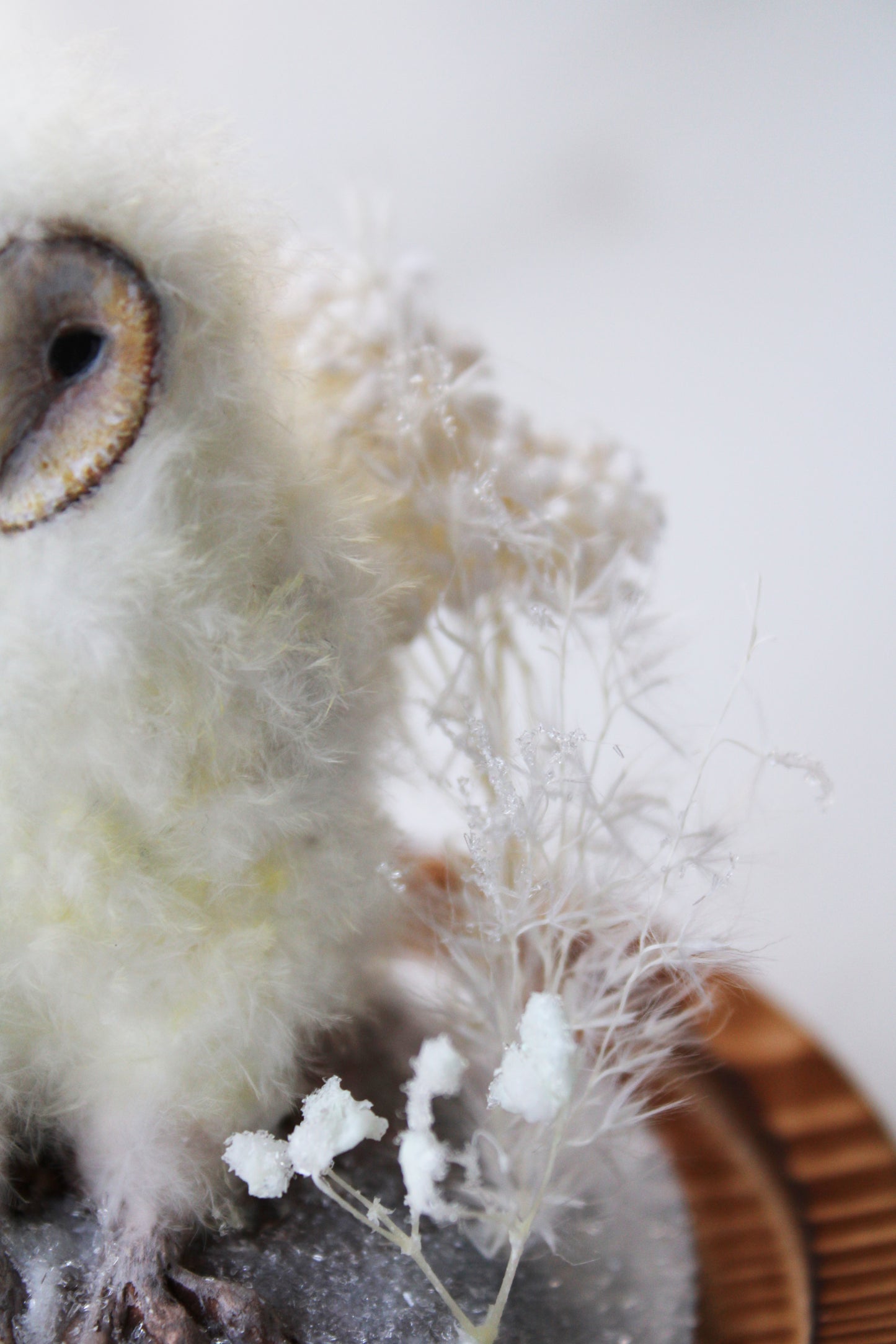 Barn Owlet | Glass Domed Sculpture
