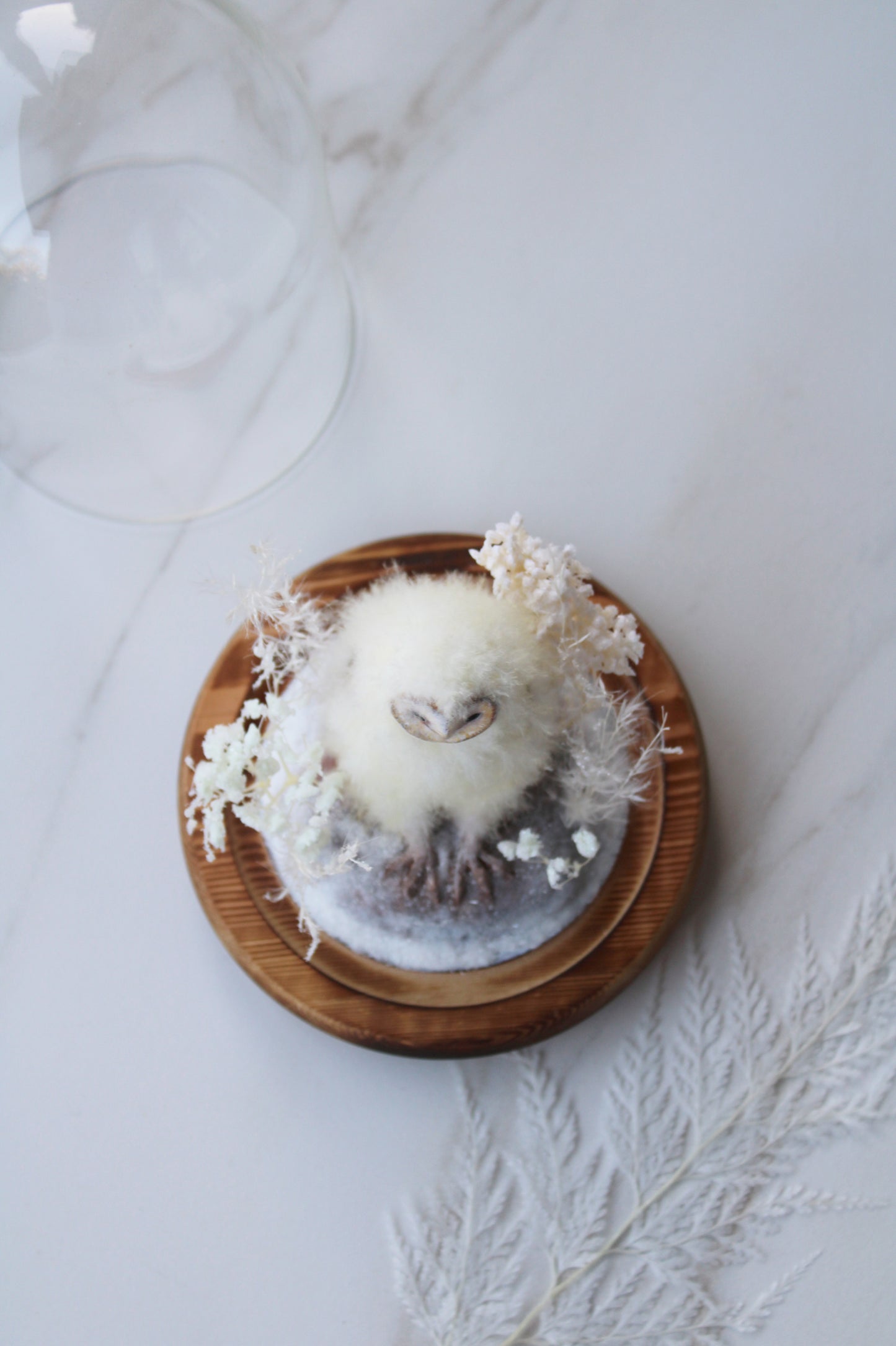 Barn Owlet | Glass Domed Sculpture