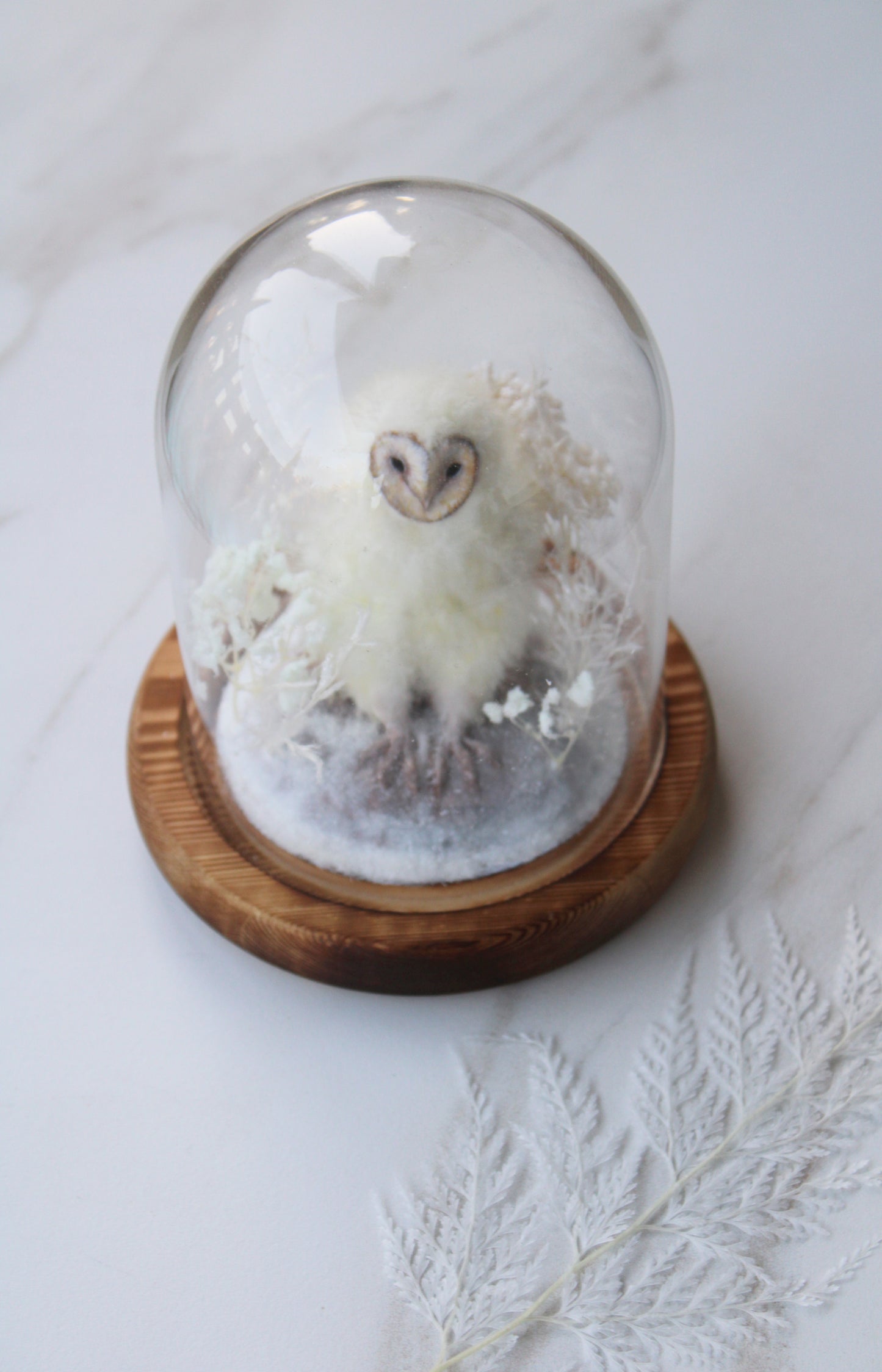 Barn Owlet | Glass Domed Sculpture