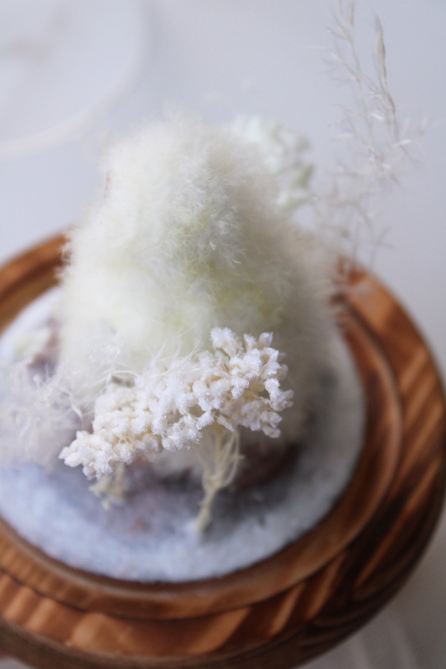 Barn Owlet | Glass Domed Sculpture