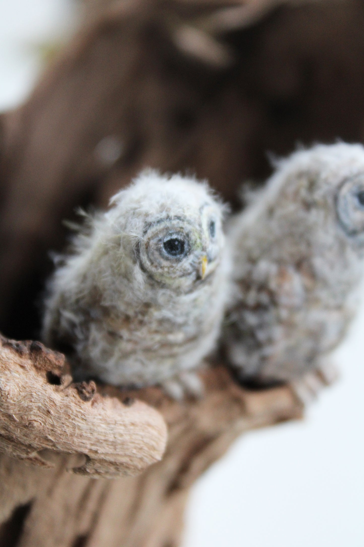 Barred Owl Family II | Wood Sculpture