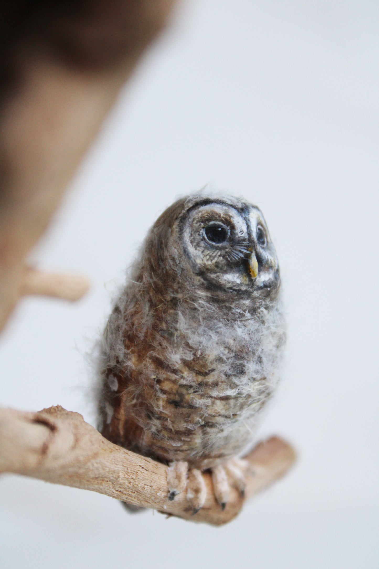 Barred Owl Family II | Wood Sculpture
