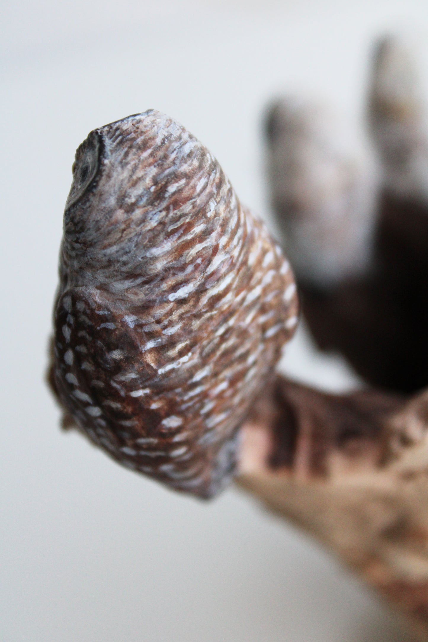 Barred Owl Family II | Wood Sculpture