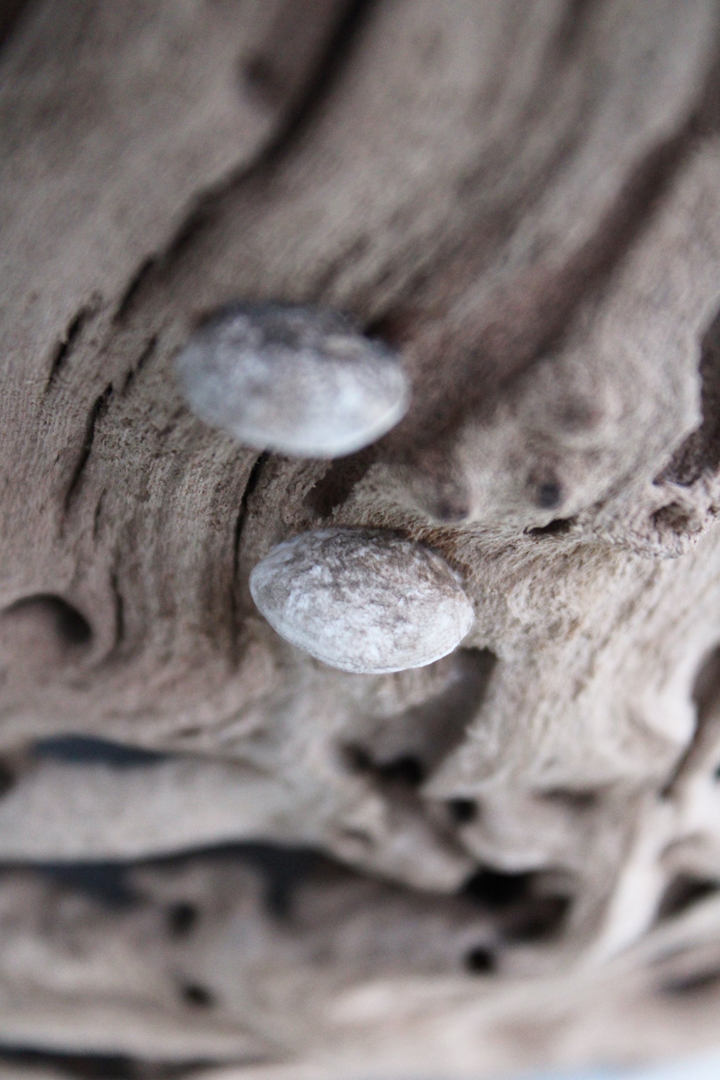Barred Owl Family II | Wood Sculpture