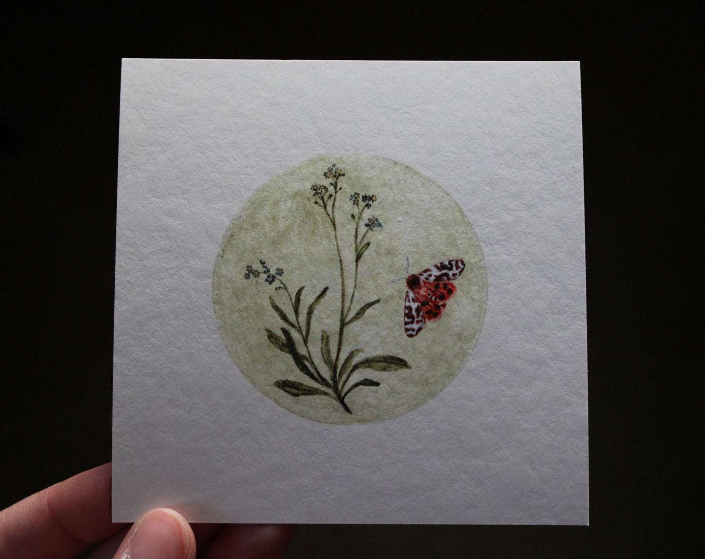 Forget-Me-Not & Garden Tiger Moth | 4 x 4 Inch Giclée Print