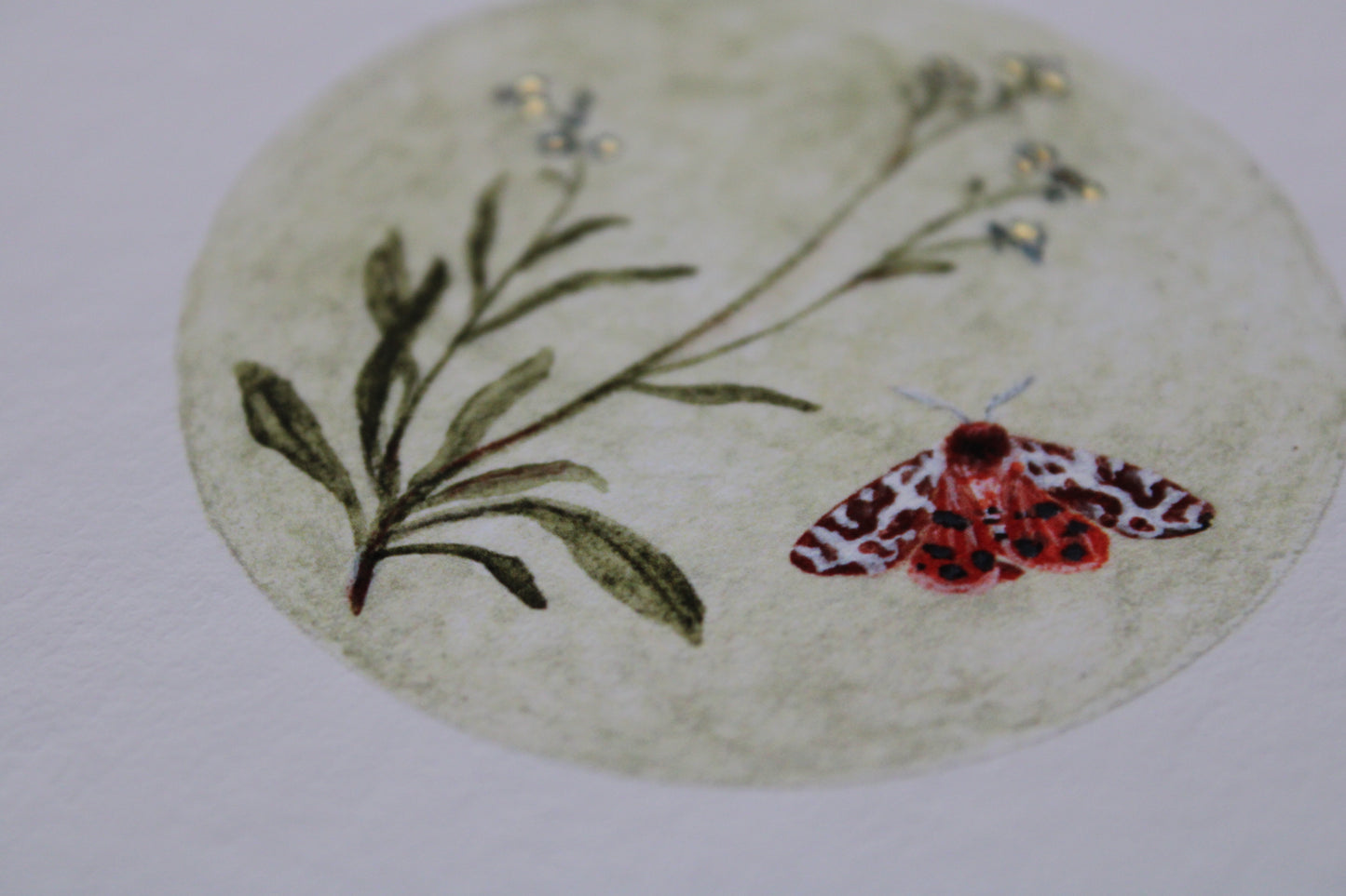 Forget-Me-Not & Garden Tiger Moth | 4 x 4 Inch Giclée Print