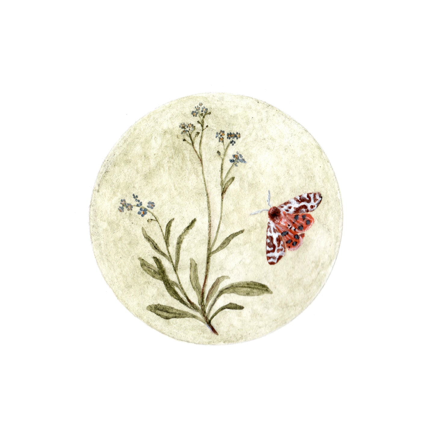 Forget-Me-Not & Garden Tiger Moth | 4 x 4 Inch Giclée Print