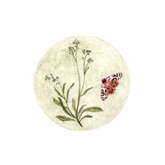 Forget-Me-Not & Garden Tiger Moth | 4 x 4 Inch Giclée Print