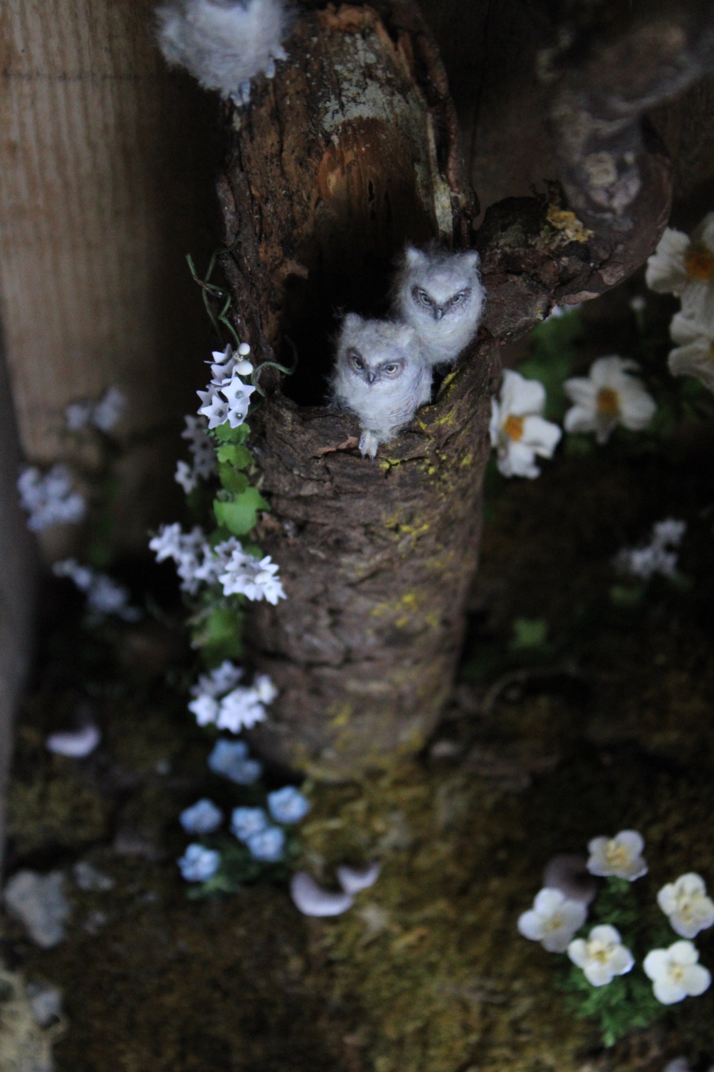 A Californian Great Horned Owl Family | Wooden Shadowbox