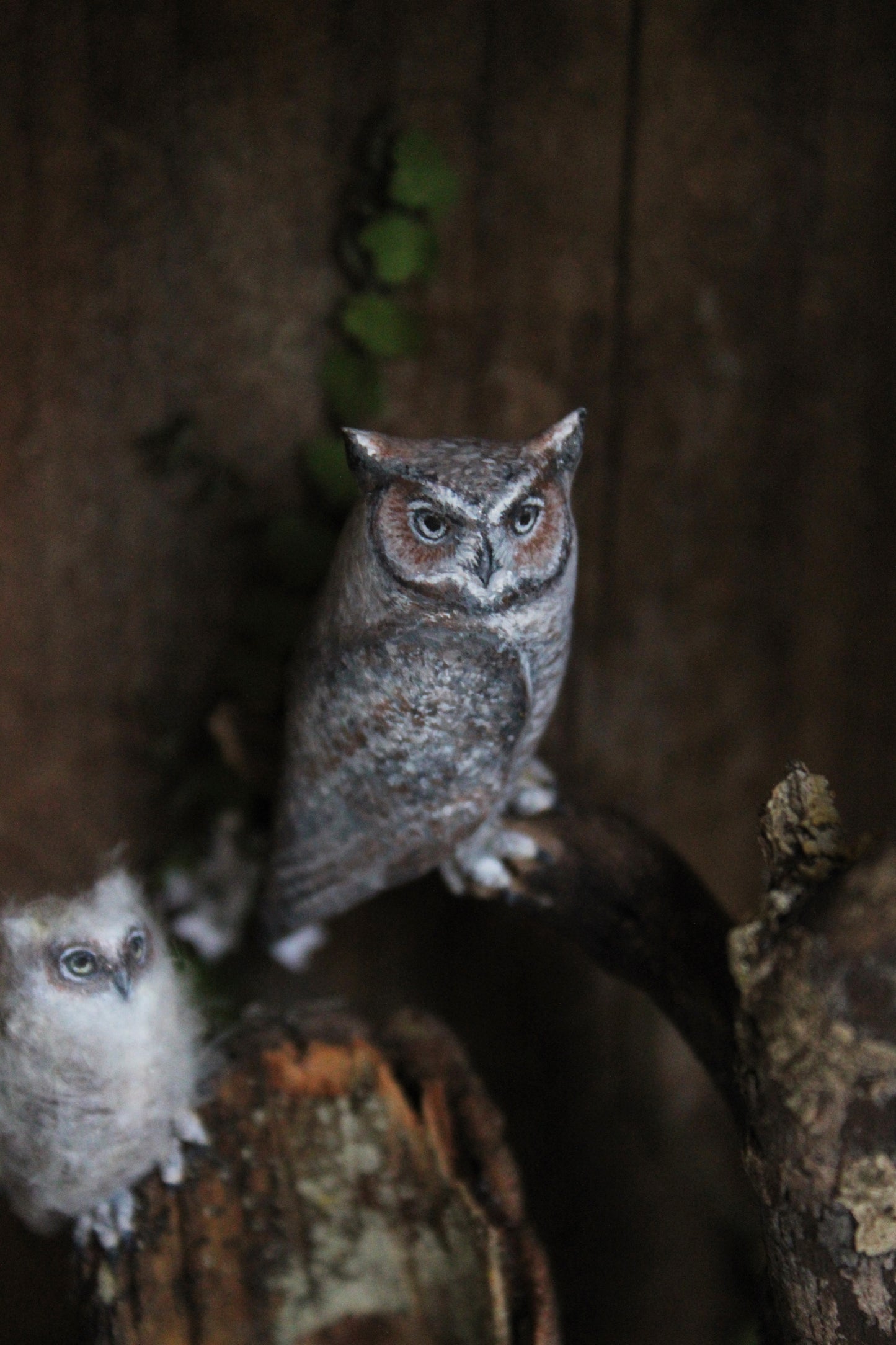 A Californian Great Horned Owl Family | Wooden Shadowbox