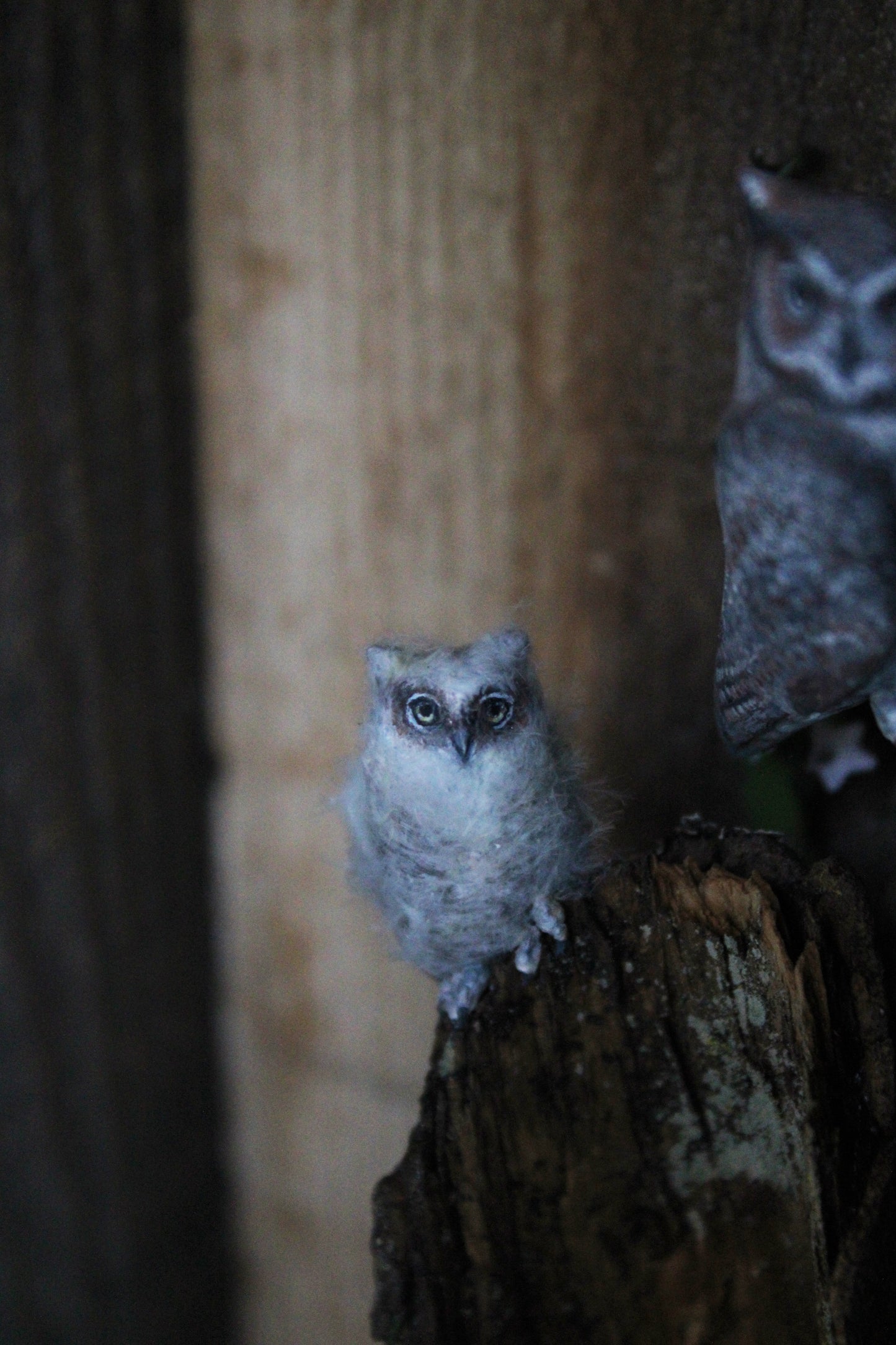 A Californian Great Horned Owl Family | Wooden Shadowbox