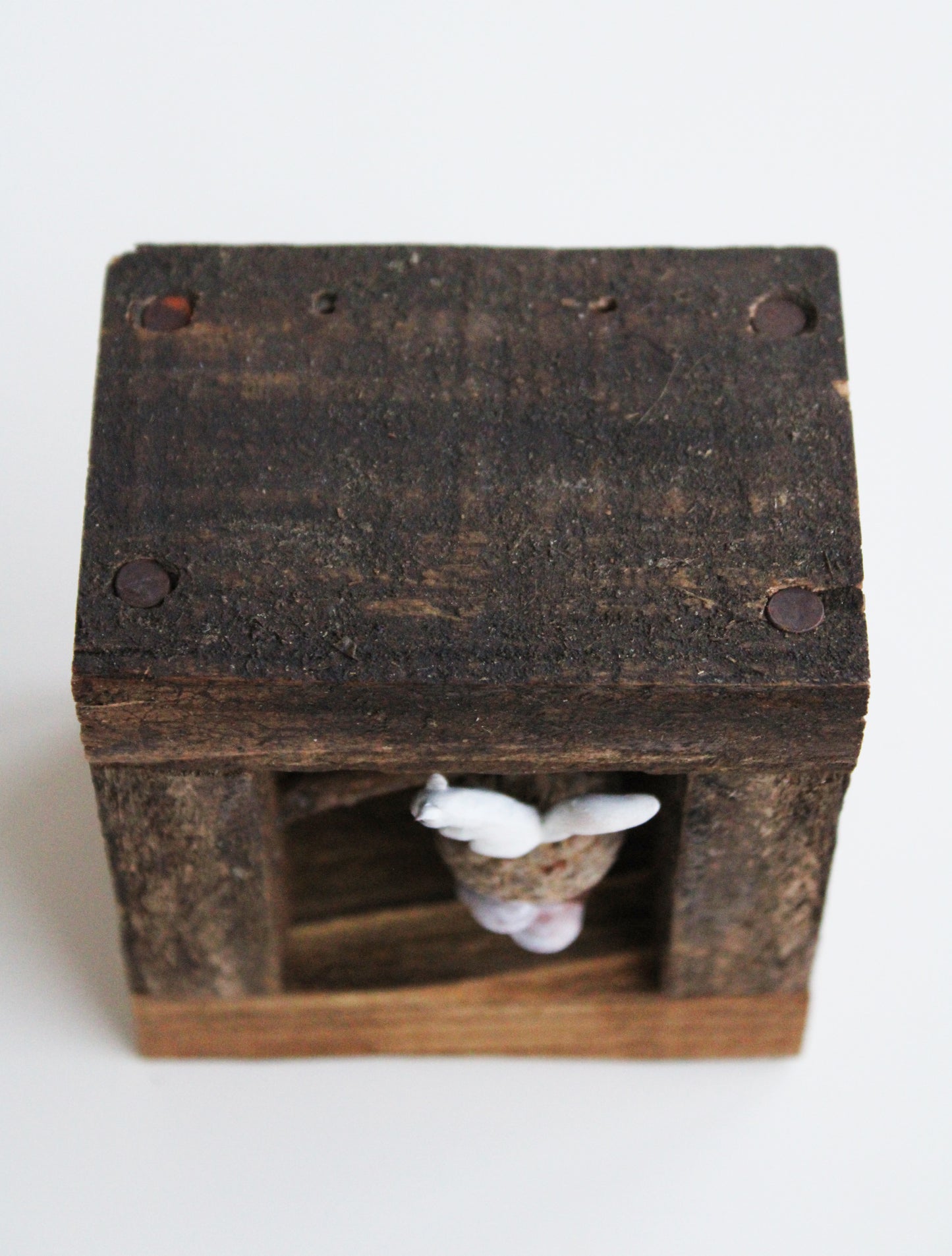 A Squirrel's Acorn Home | Wooden Shadowbox