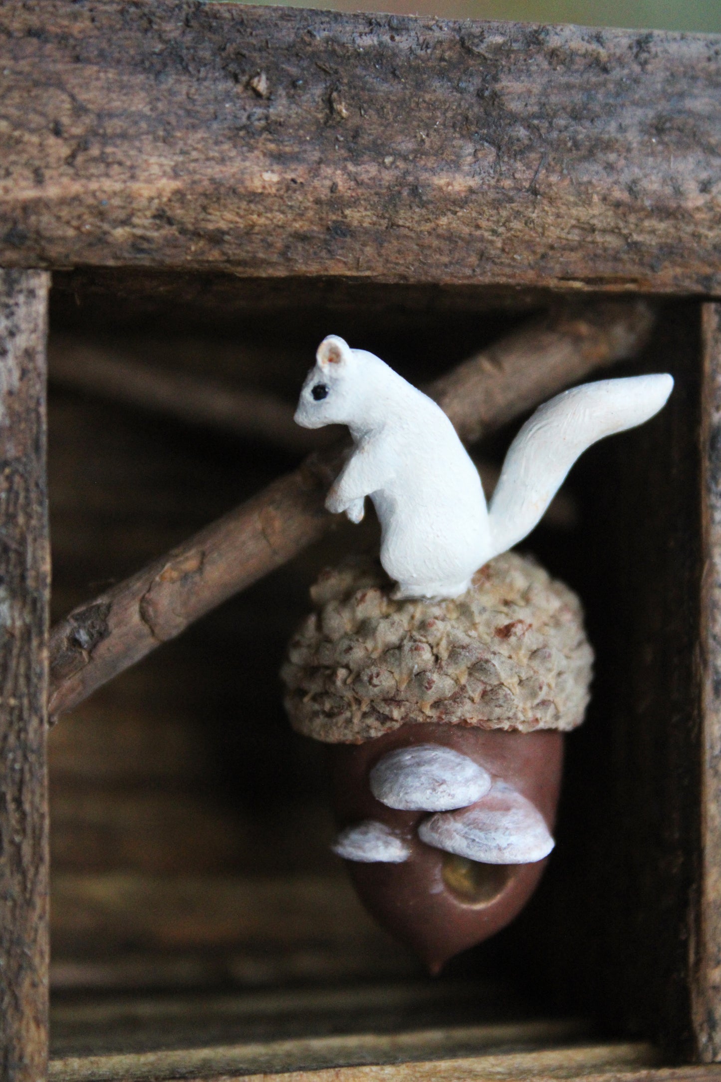 A Squirrel's Acorn Home | Wooden Shadowbox