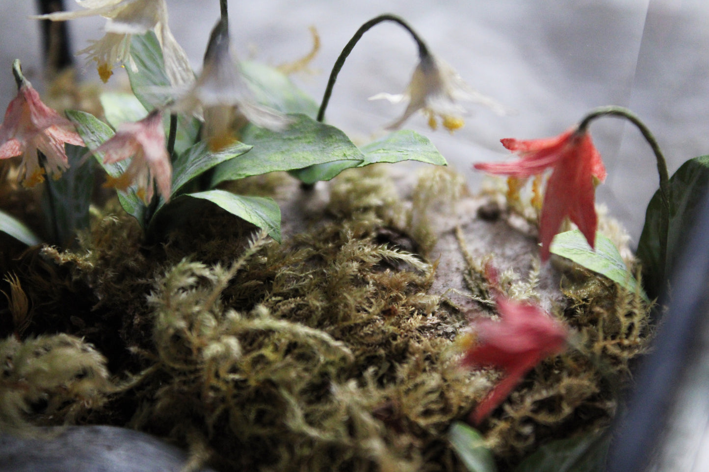 Slowing Down in the Meadowland | Glass Shadowbox Sculpture