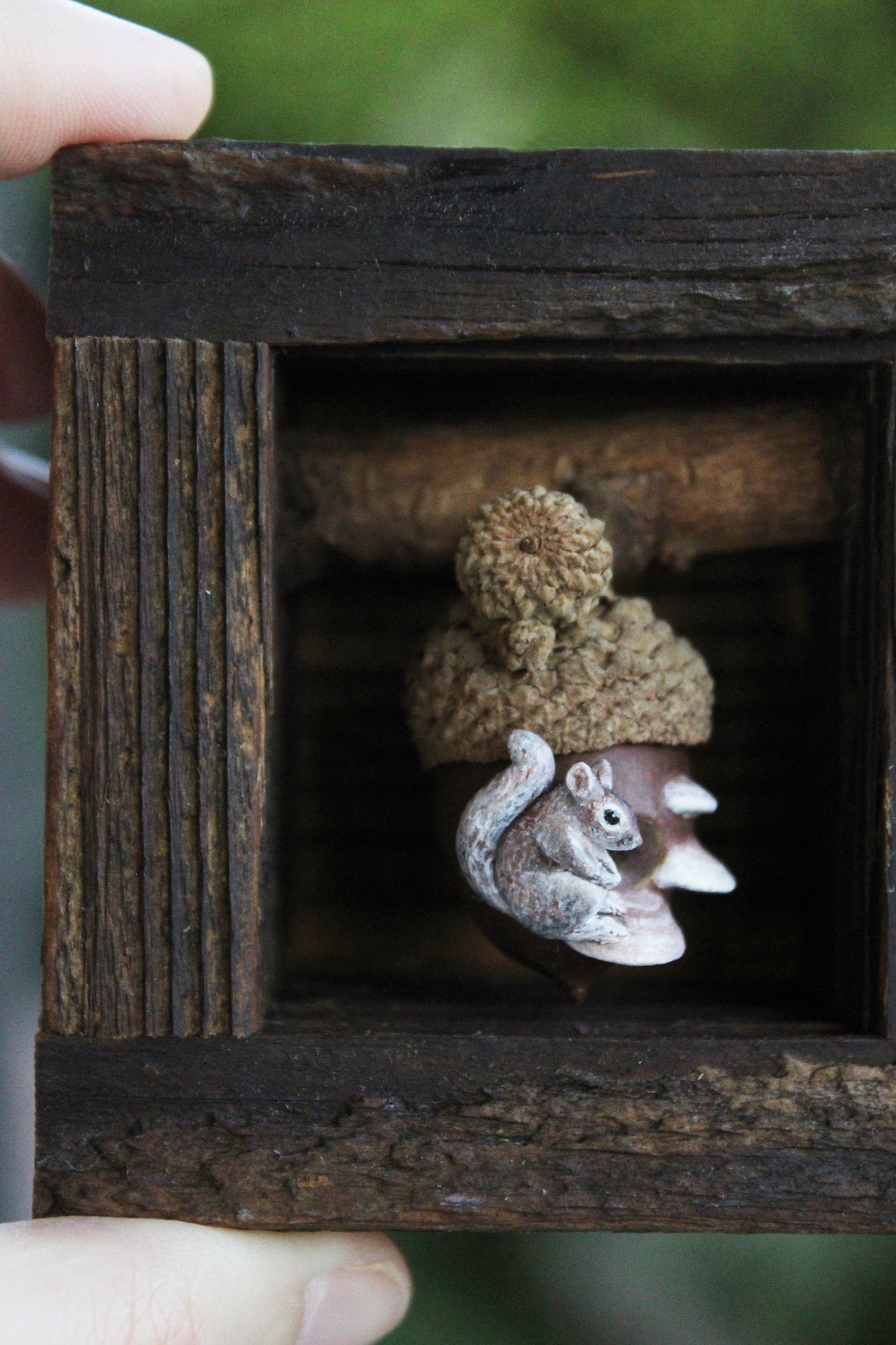 A Squirrel's Acorn Home III | Wooden Shadowbox