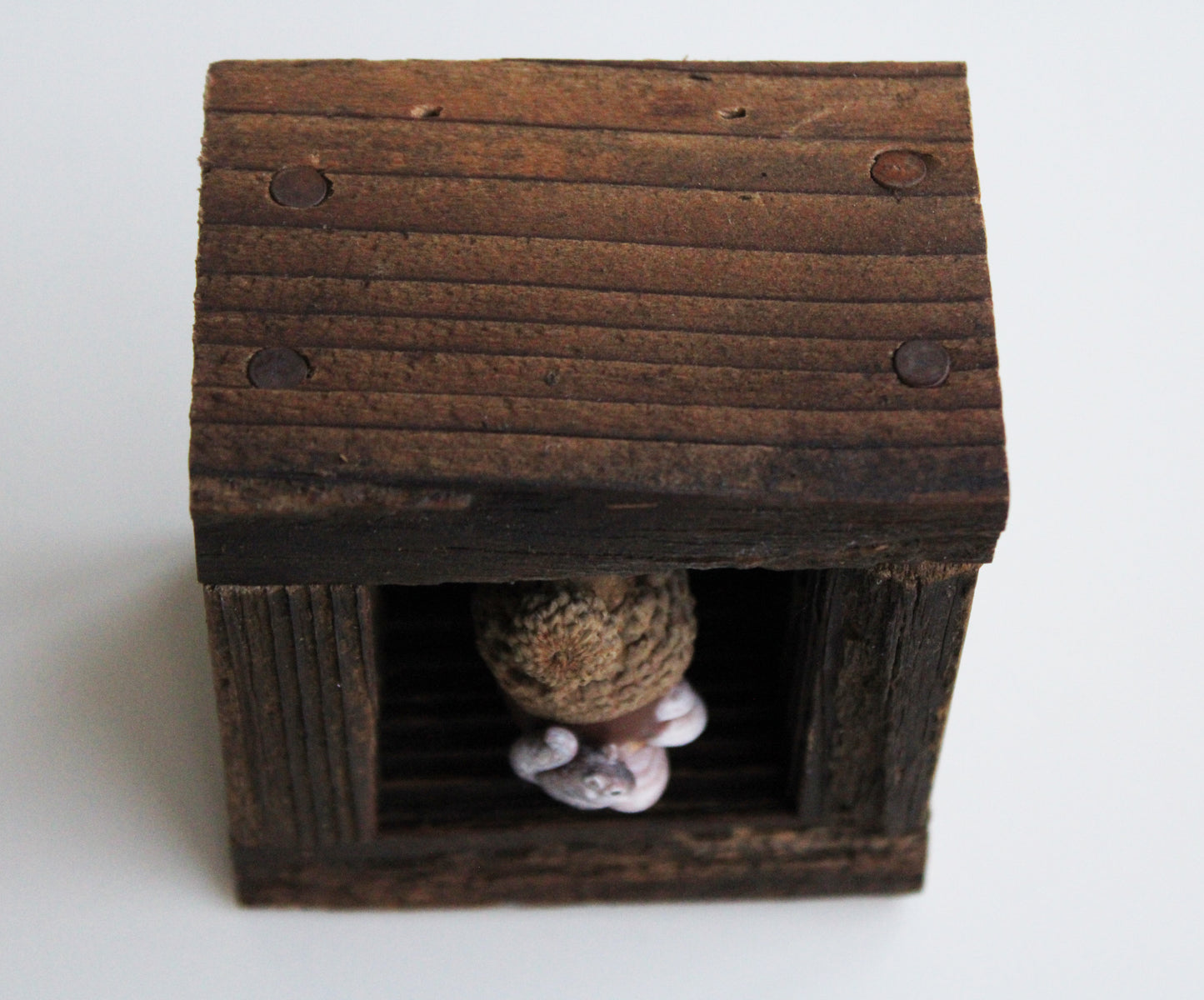 A Squirrel's Acorn Home III | Wooden Shadowbox