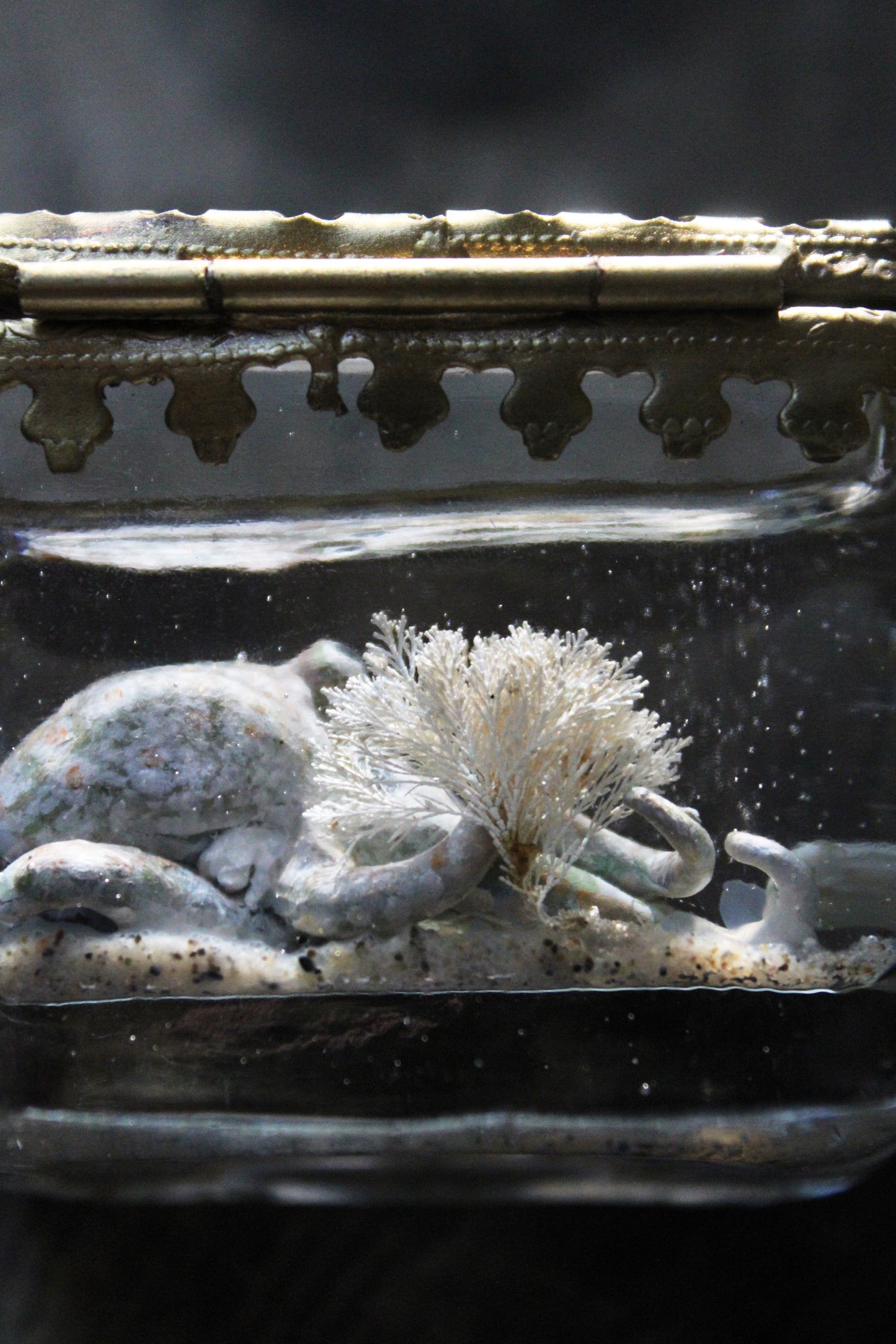 The Collector | Glass Shadowbox Sculpture