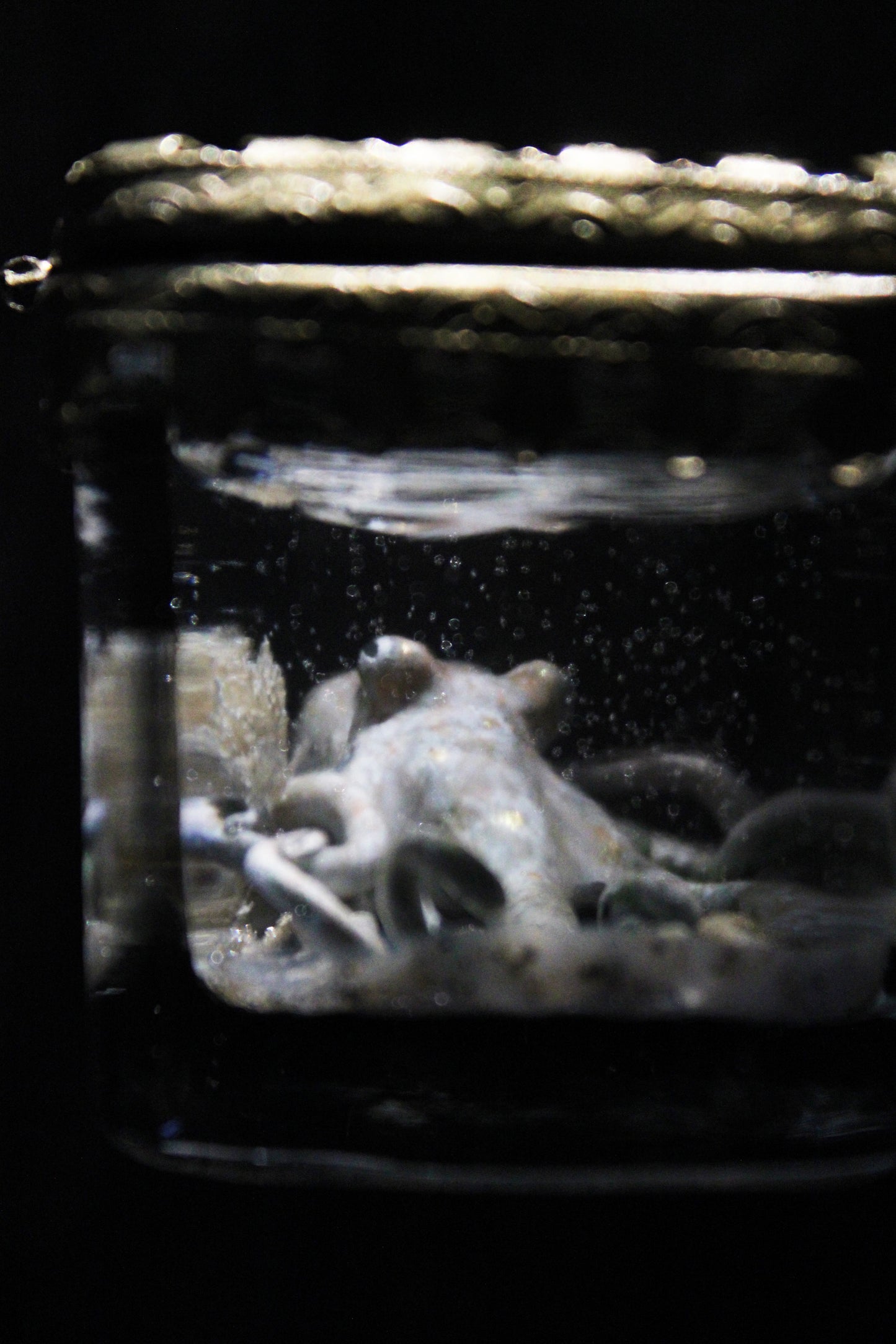 The Collector | Glass Shadowbox Sculpture