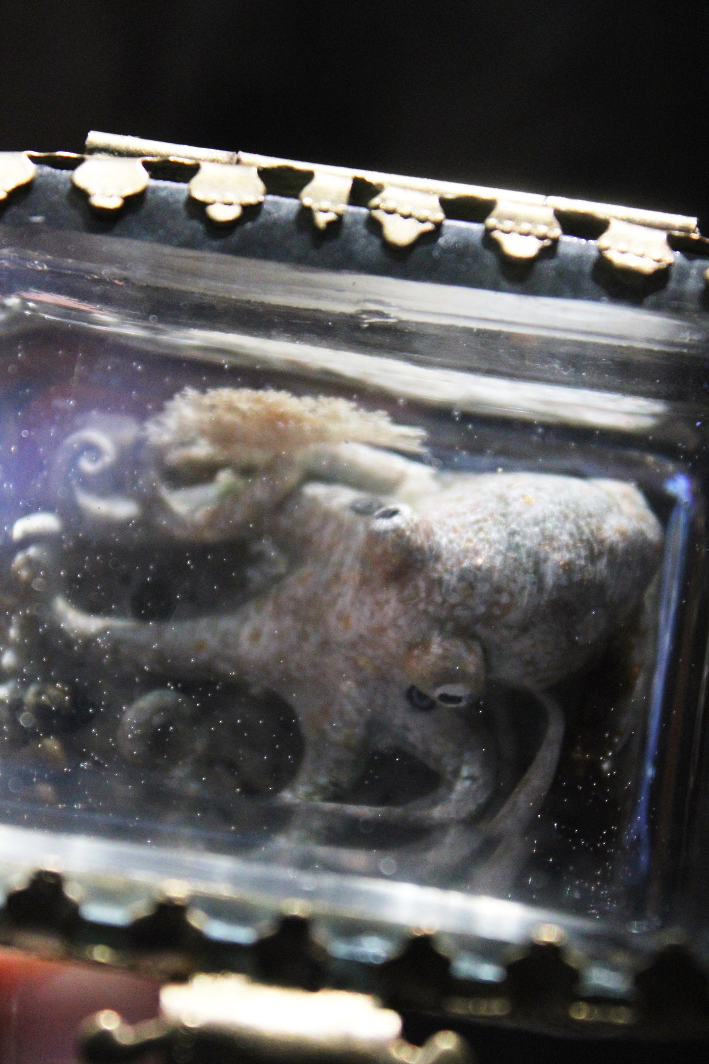 The Collector | Glass Shadowbox Sculpture