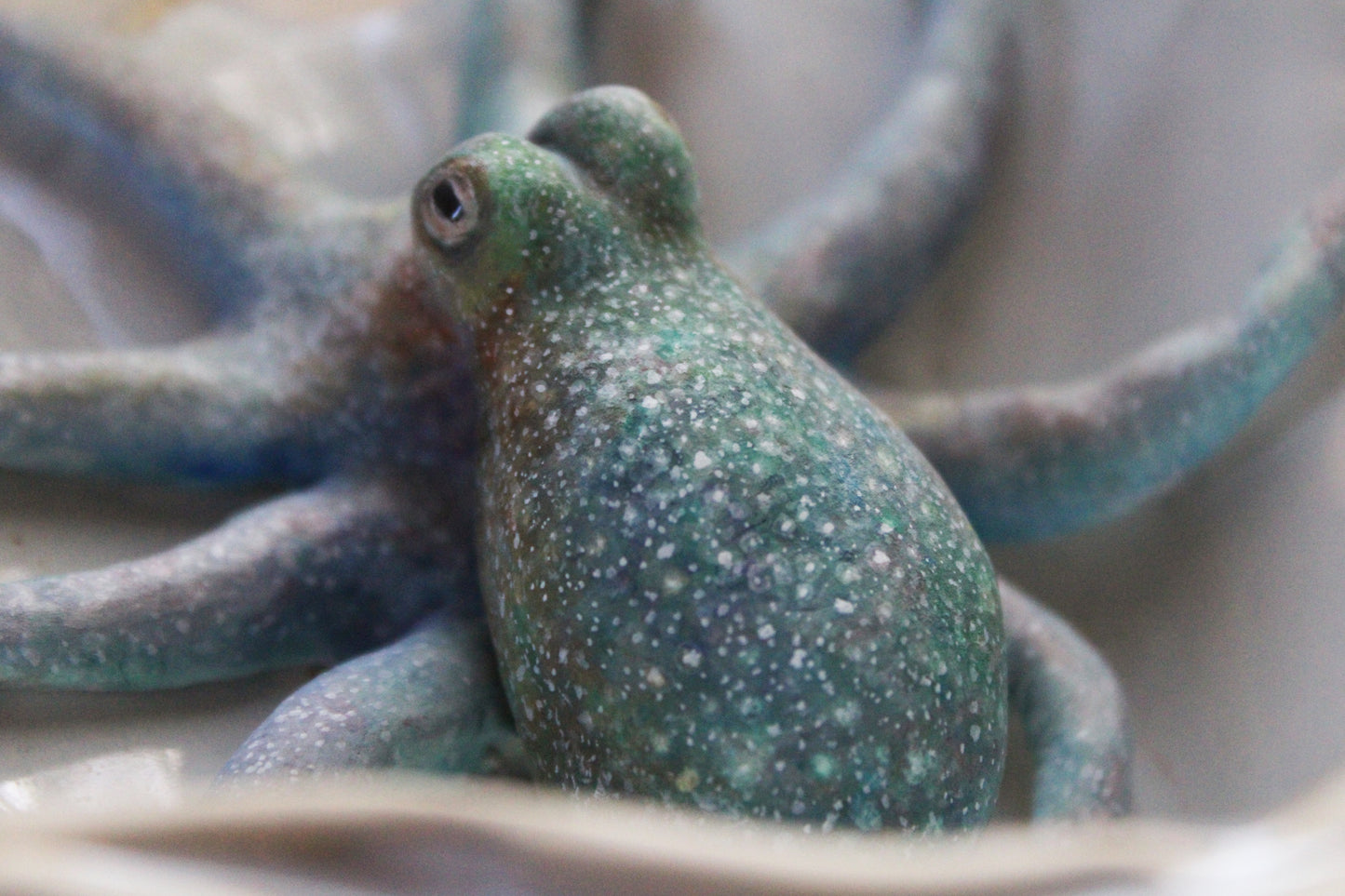 The Colors of the Ocean | Ceramic Shell Sculpture