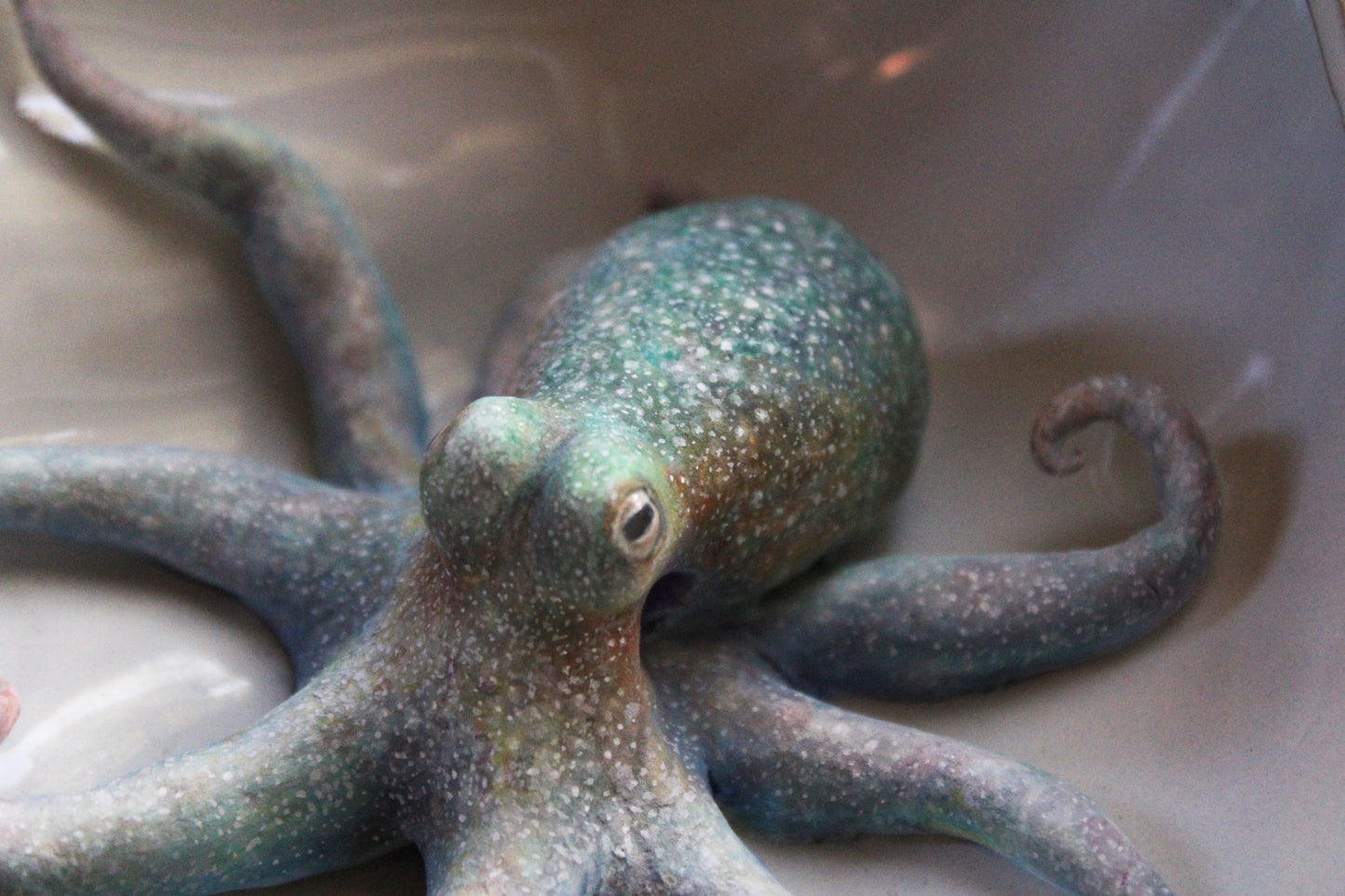 The Colors of the Ocean | Ceramic Shell Sculpture