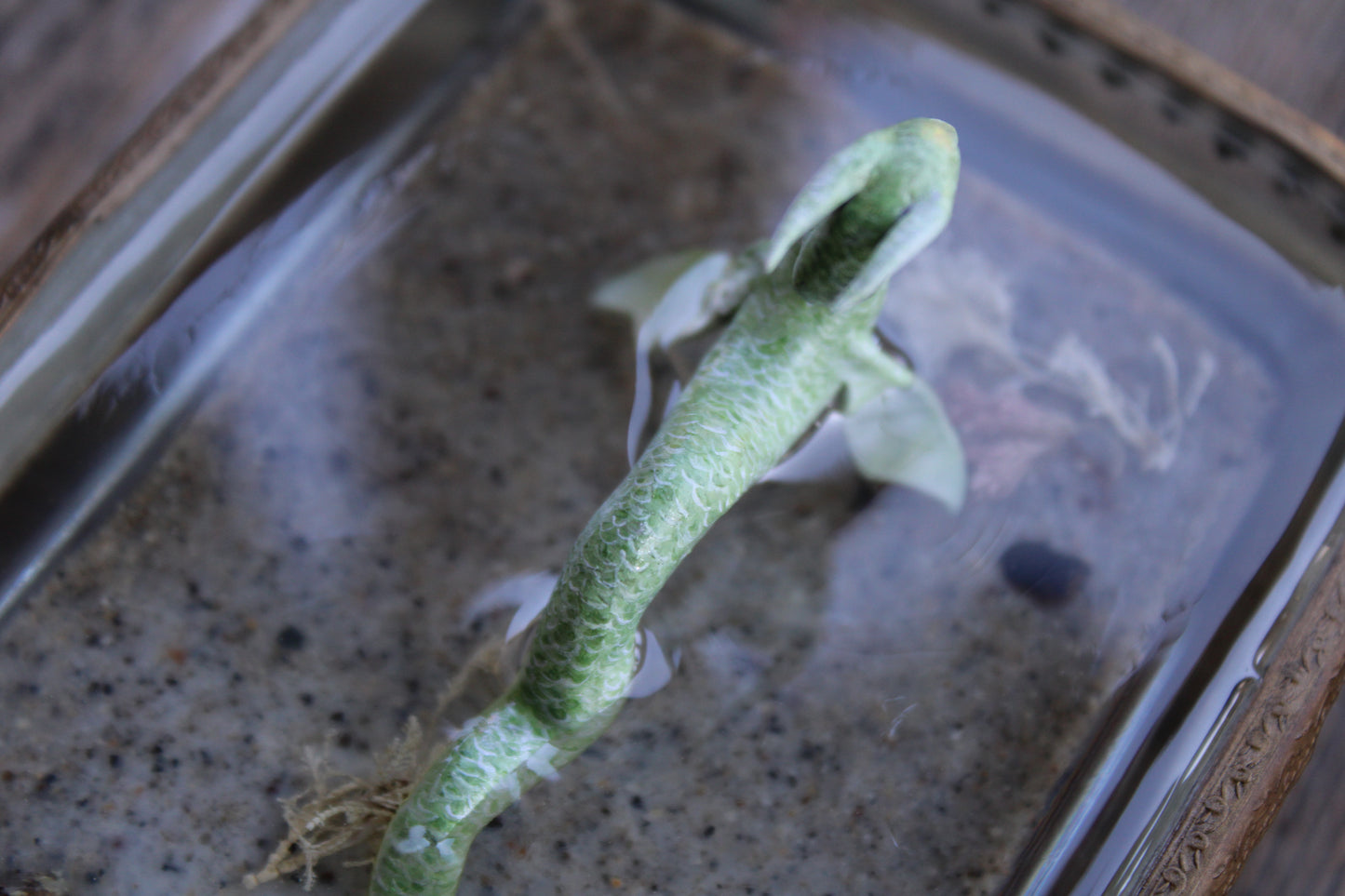 The Green Water Dragon | Glass Dish Sculpture