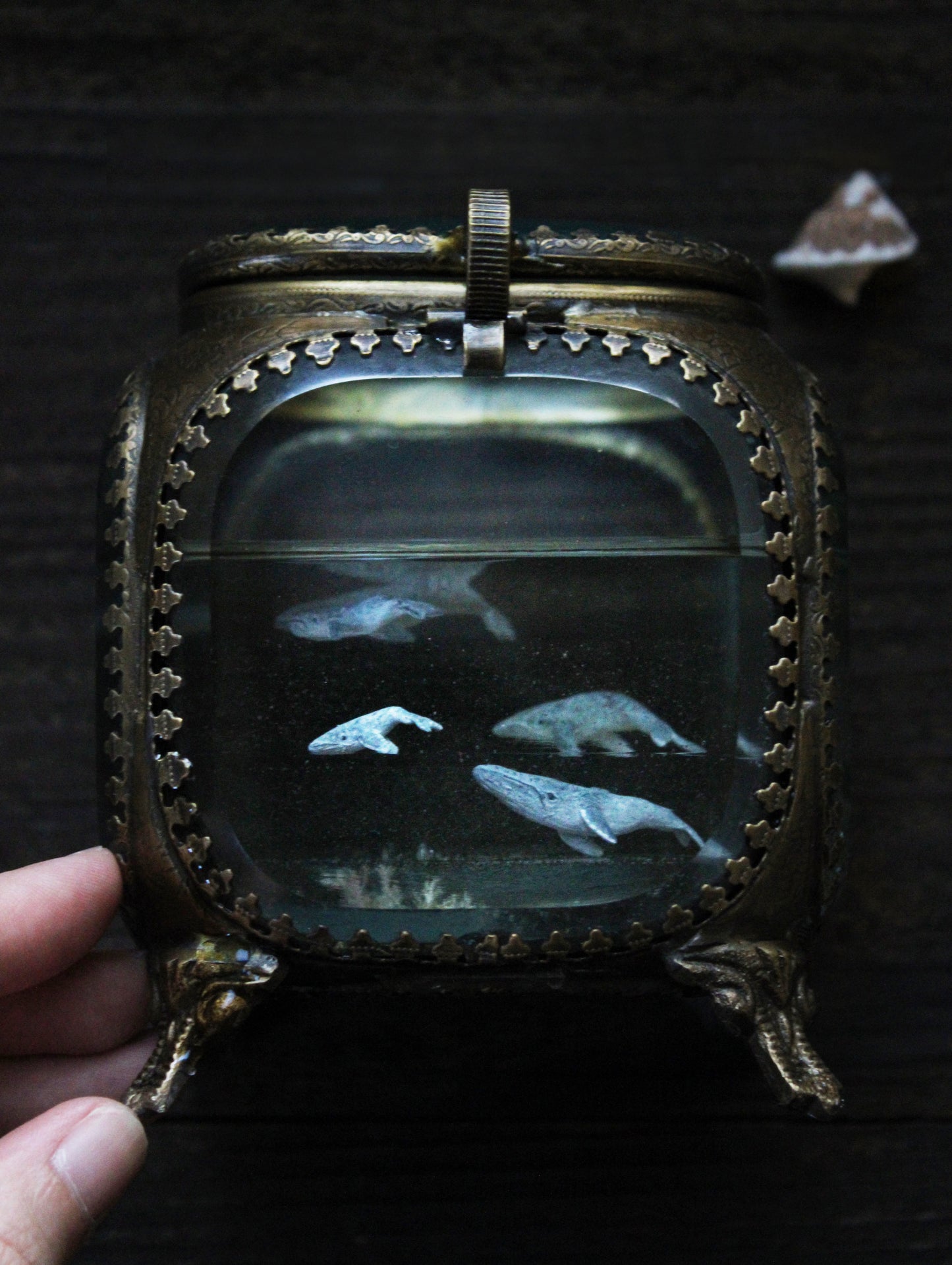 Unity | Whale Pod Glass Shadowbox