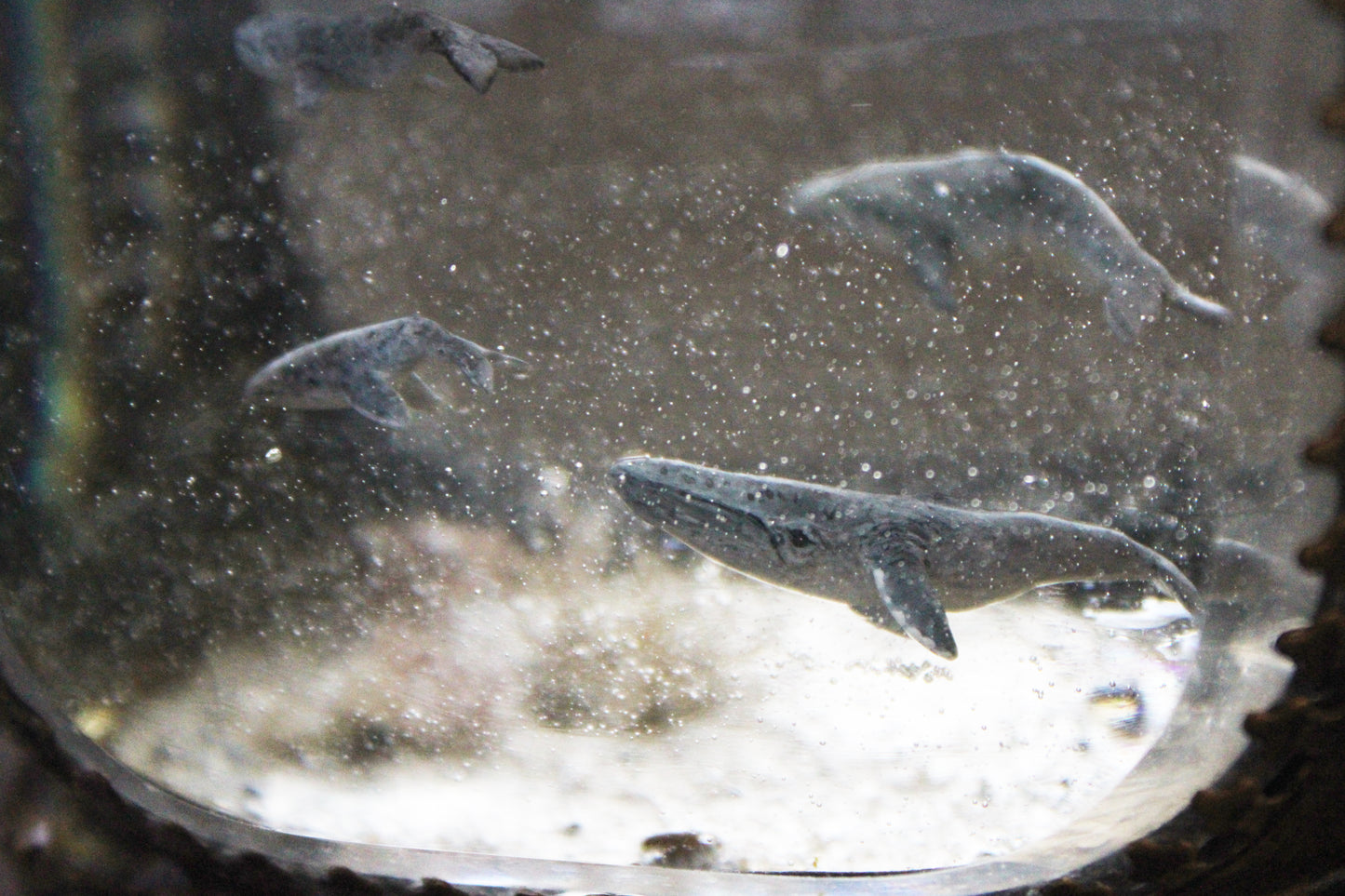 Unity | Whale Pod Glass Shadowbox