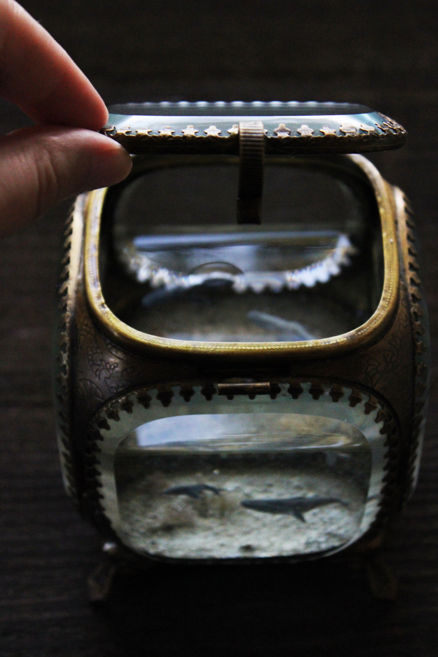 Unity | Whale Pod Glass Shadowbox