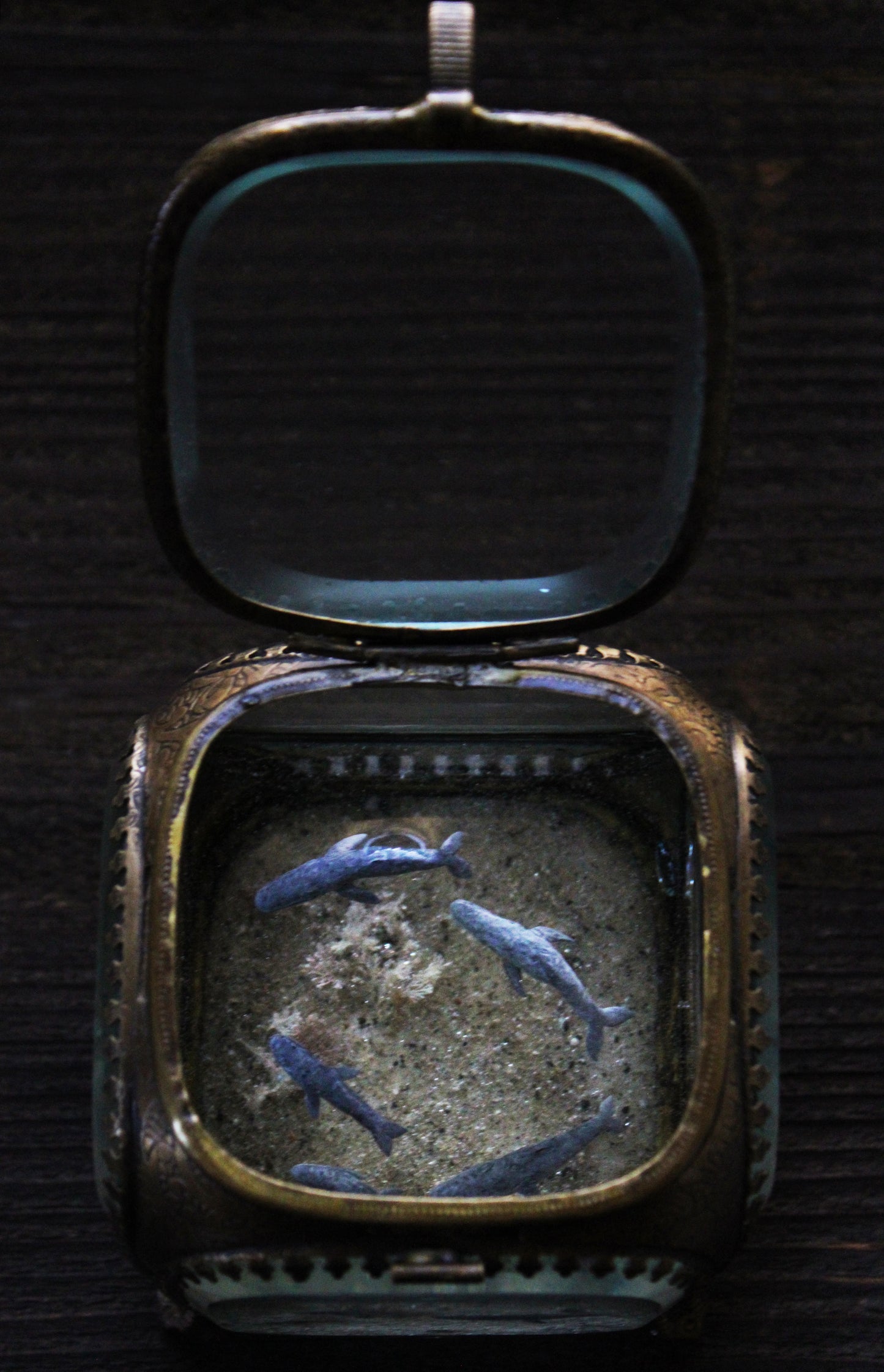 Unity | Whale Pod Glass Shadowbox