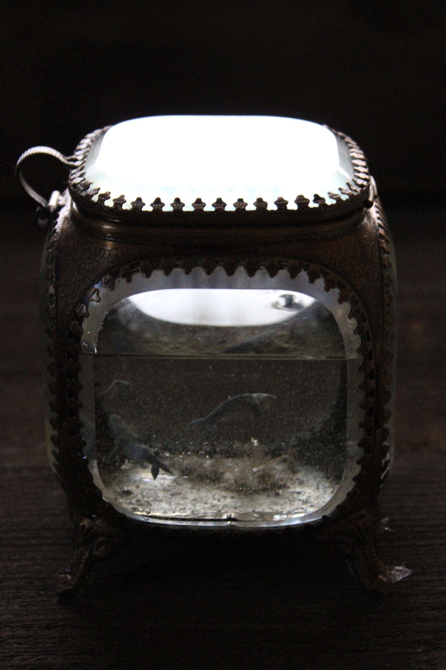Unity | Whale Pod Glass Shadowbox