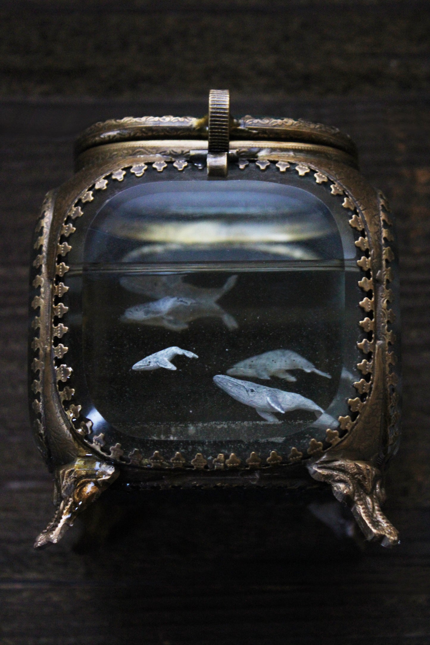Unity | Whale Pod Glass Shadowbox