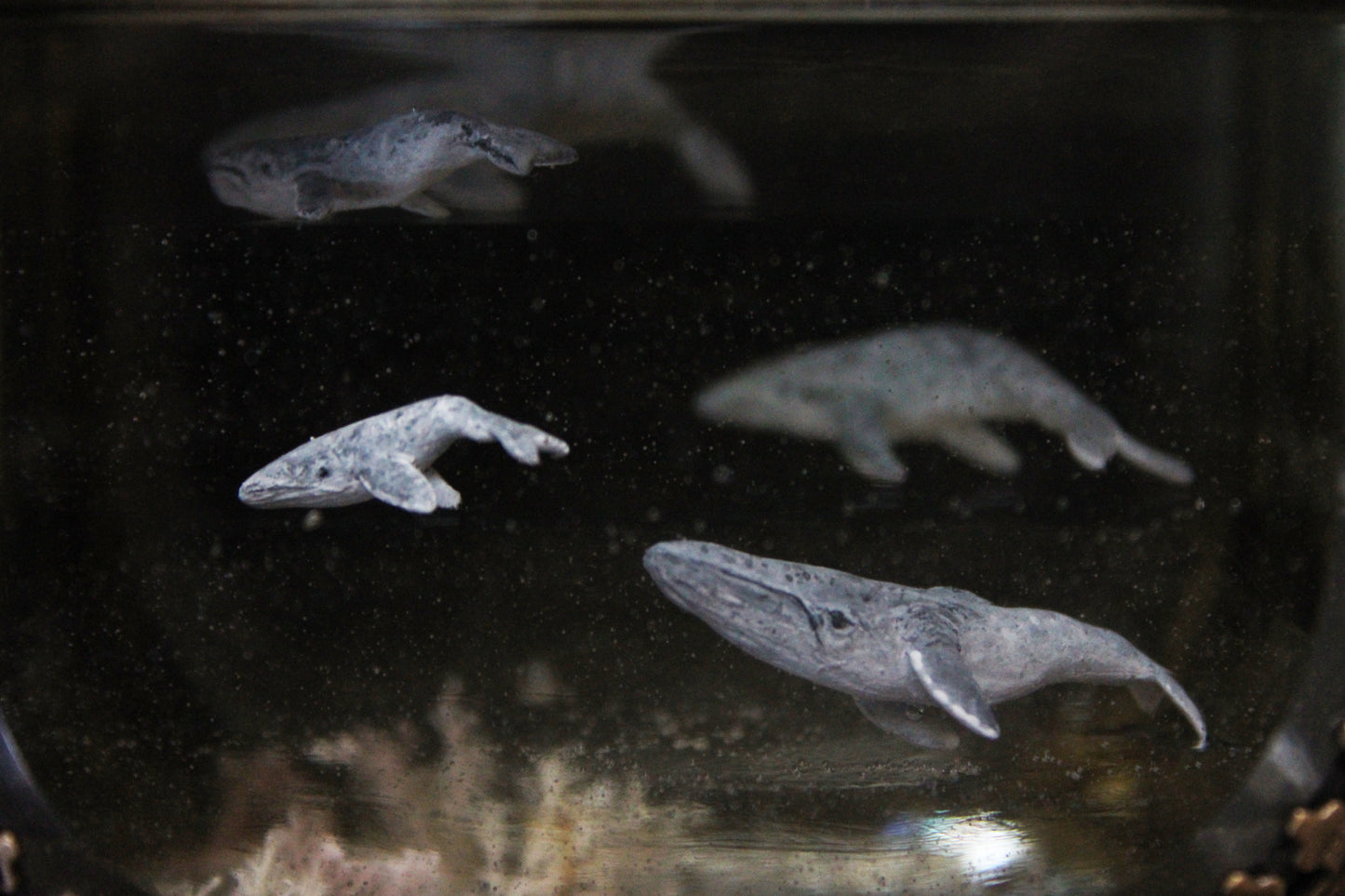 Unity | Whale Pod Glass Shadowbox