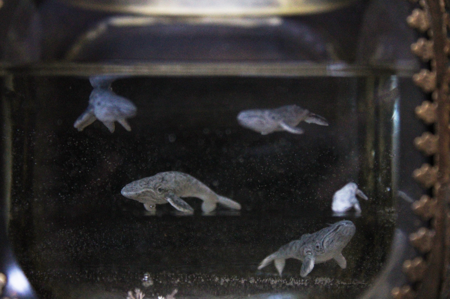 Unity | Whale Pod Glass Shadowbox
