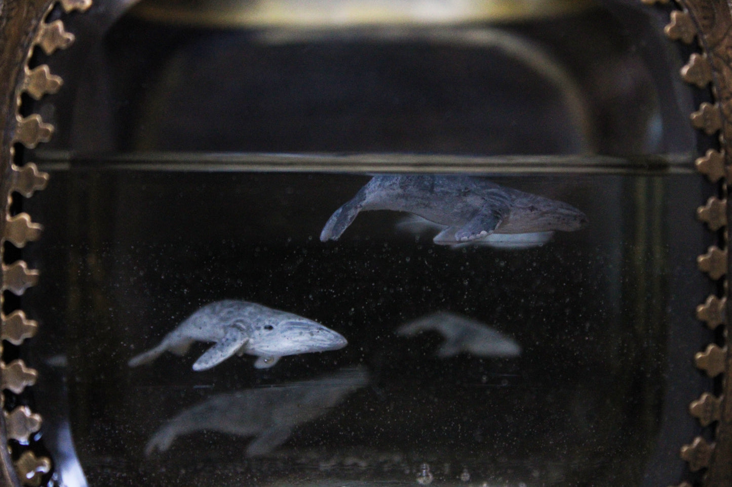Unity | Whale Pod Glass Shadowbox