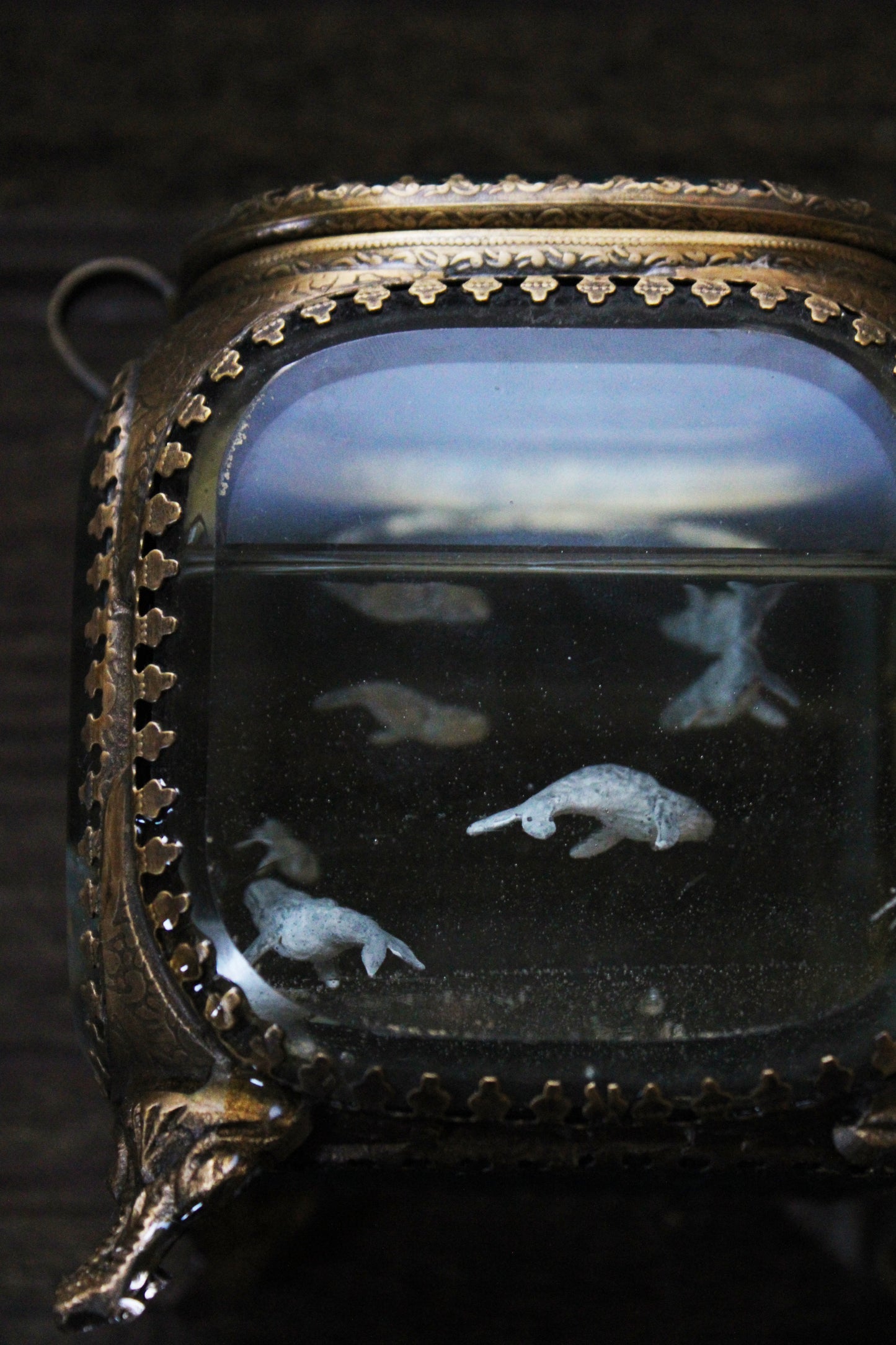 Unity | Whale Pod Glass Shadowbox