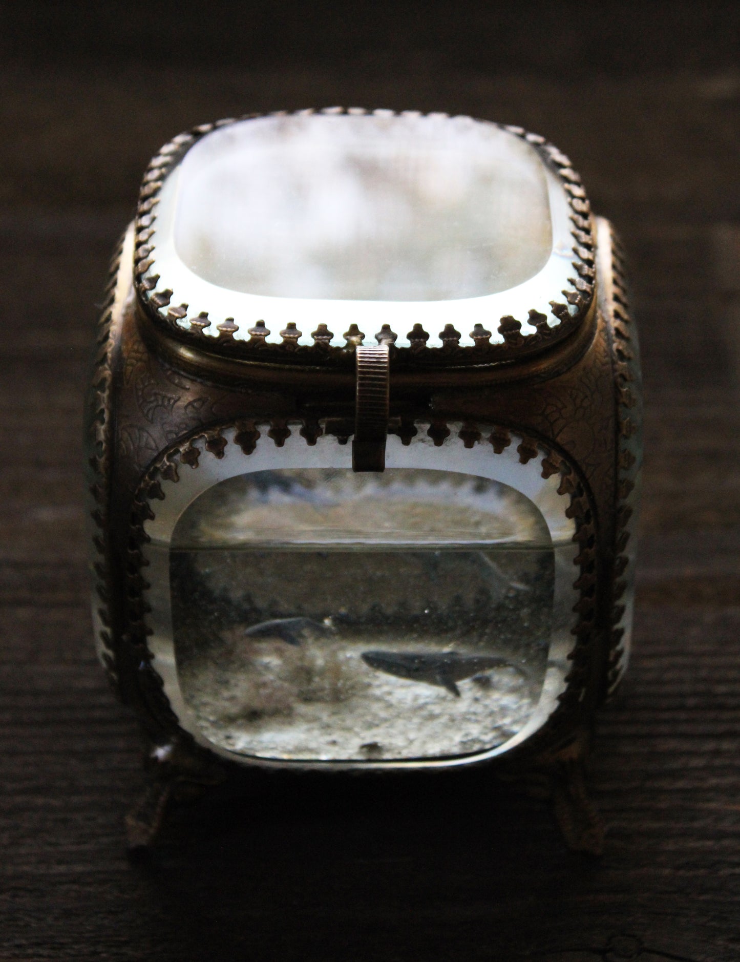 Unity | Whale Pod Glass Shadowbox