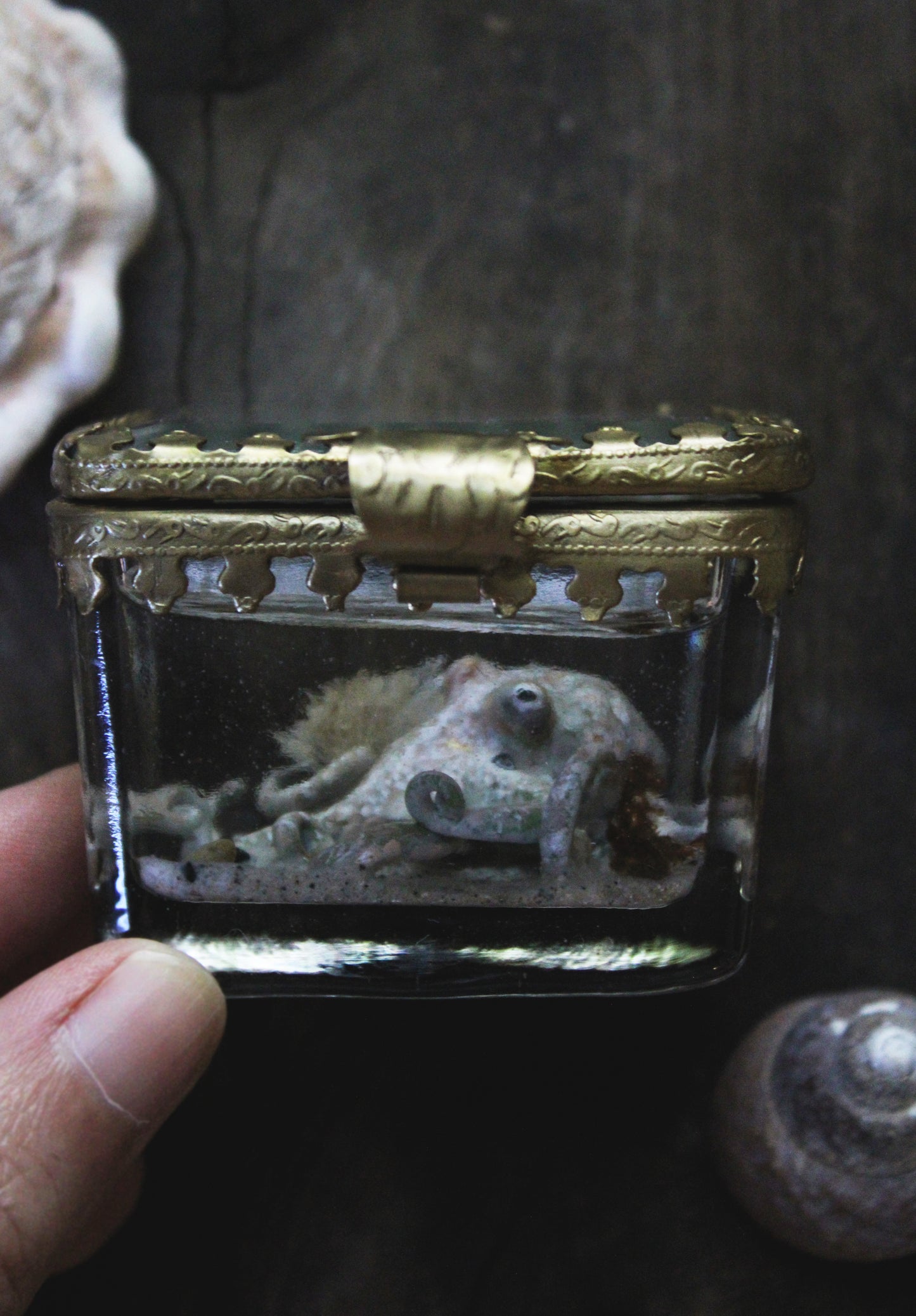 The Collector | Glass Shadowbox Sculpture